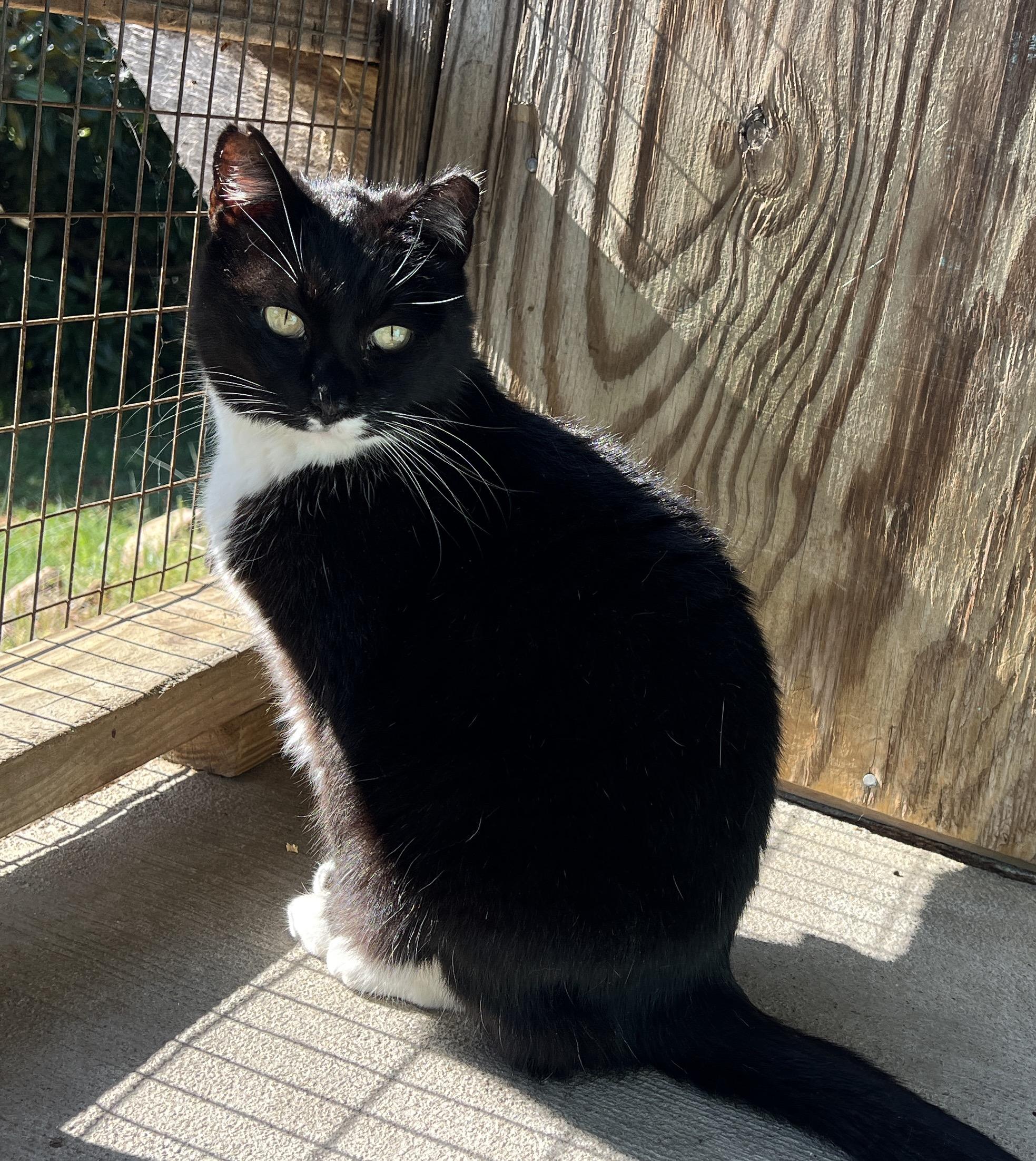 Enlarge Bailey, a Adoptable Tuxedo in Palmyra, VA image 6/6