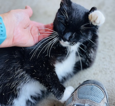 Enlarge Bailey, a Adoptable Tuxedo in Palmyra, VA image 3/6