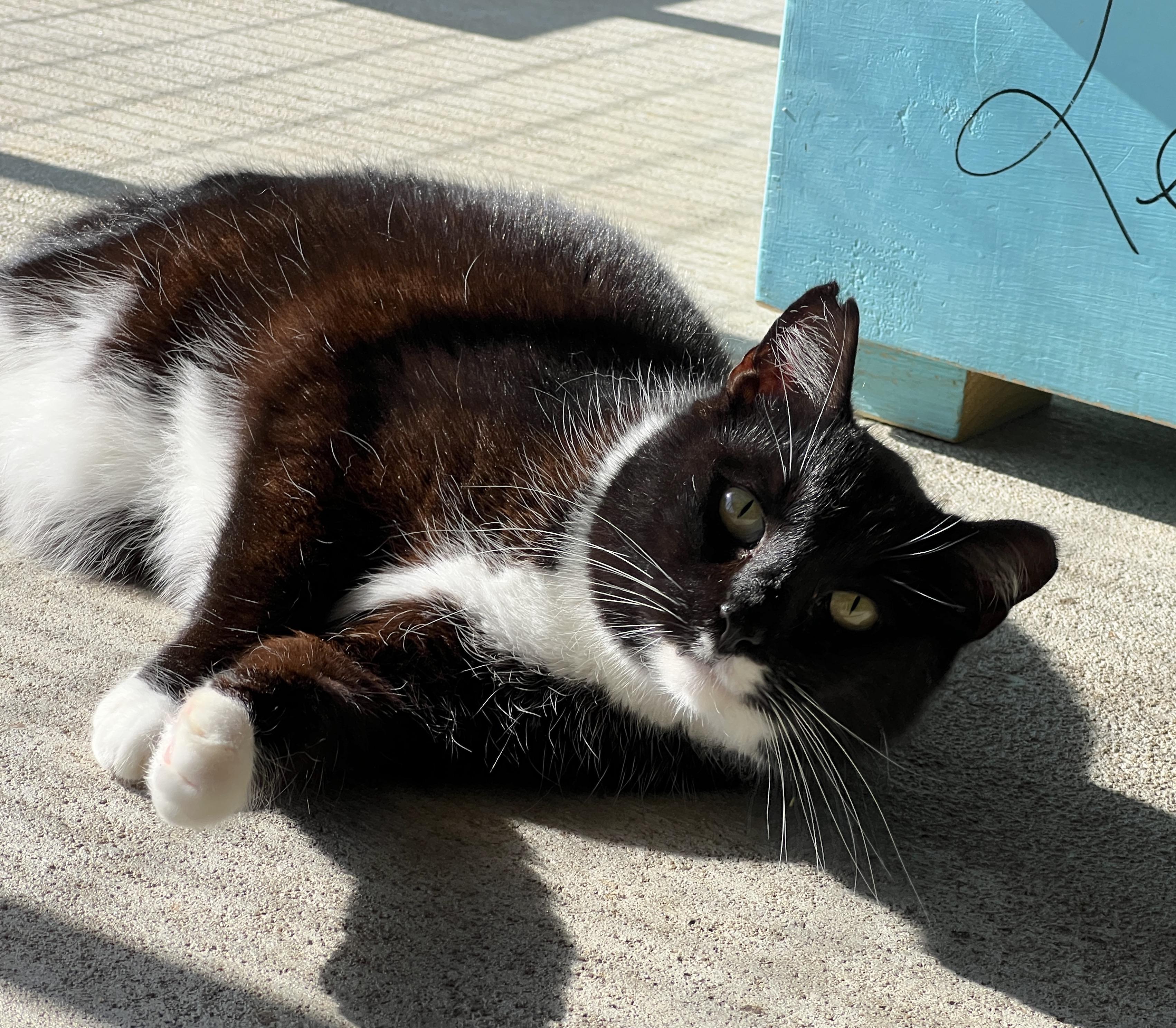 Enlarge Bailey, a Adoptable Tuxedo in Palmyra, VA image 1/6