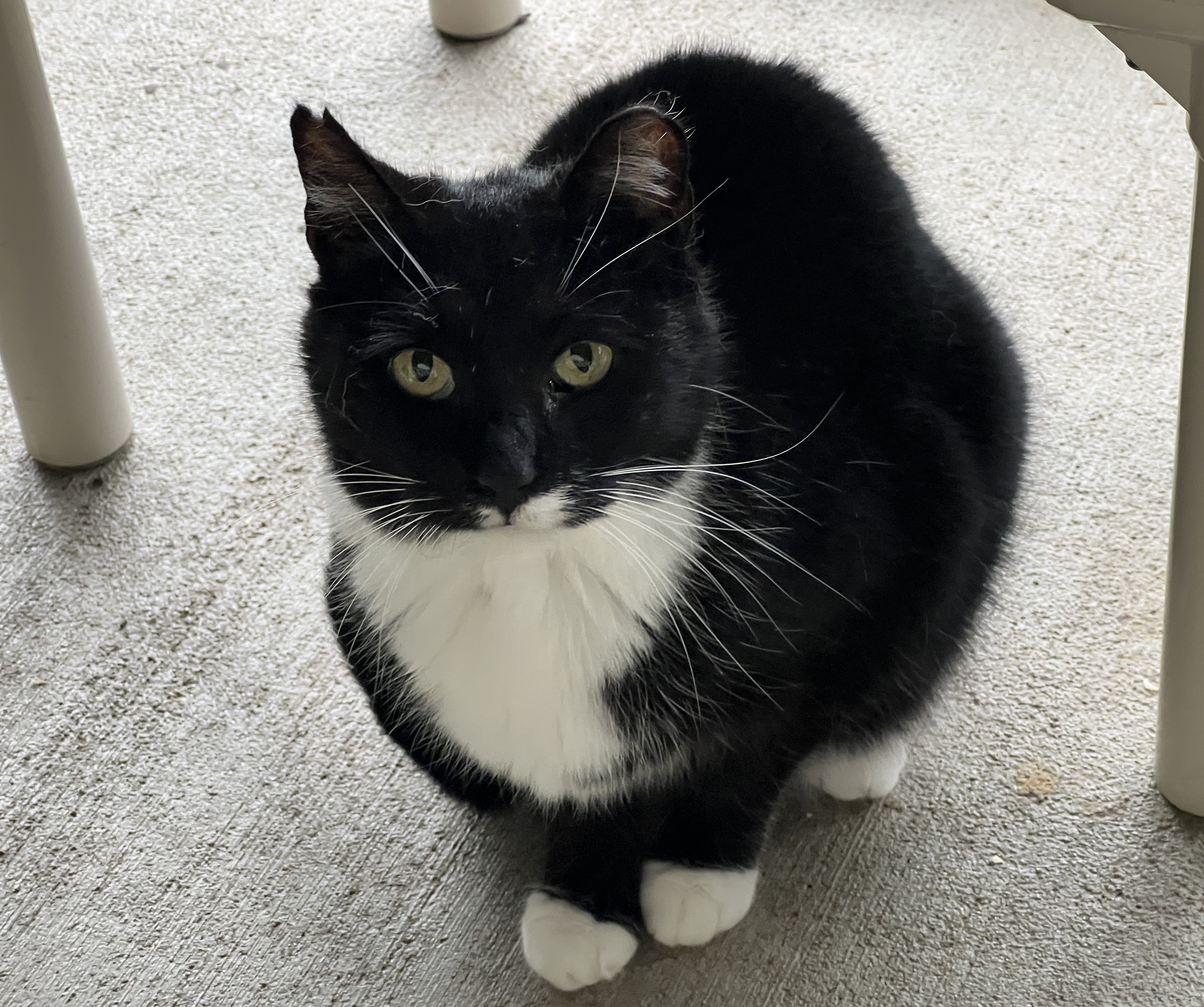 Enlarge Bailey, a Adoptable Tuxedo in Palmyra, VA image 5/6