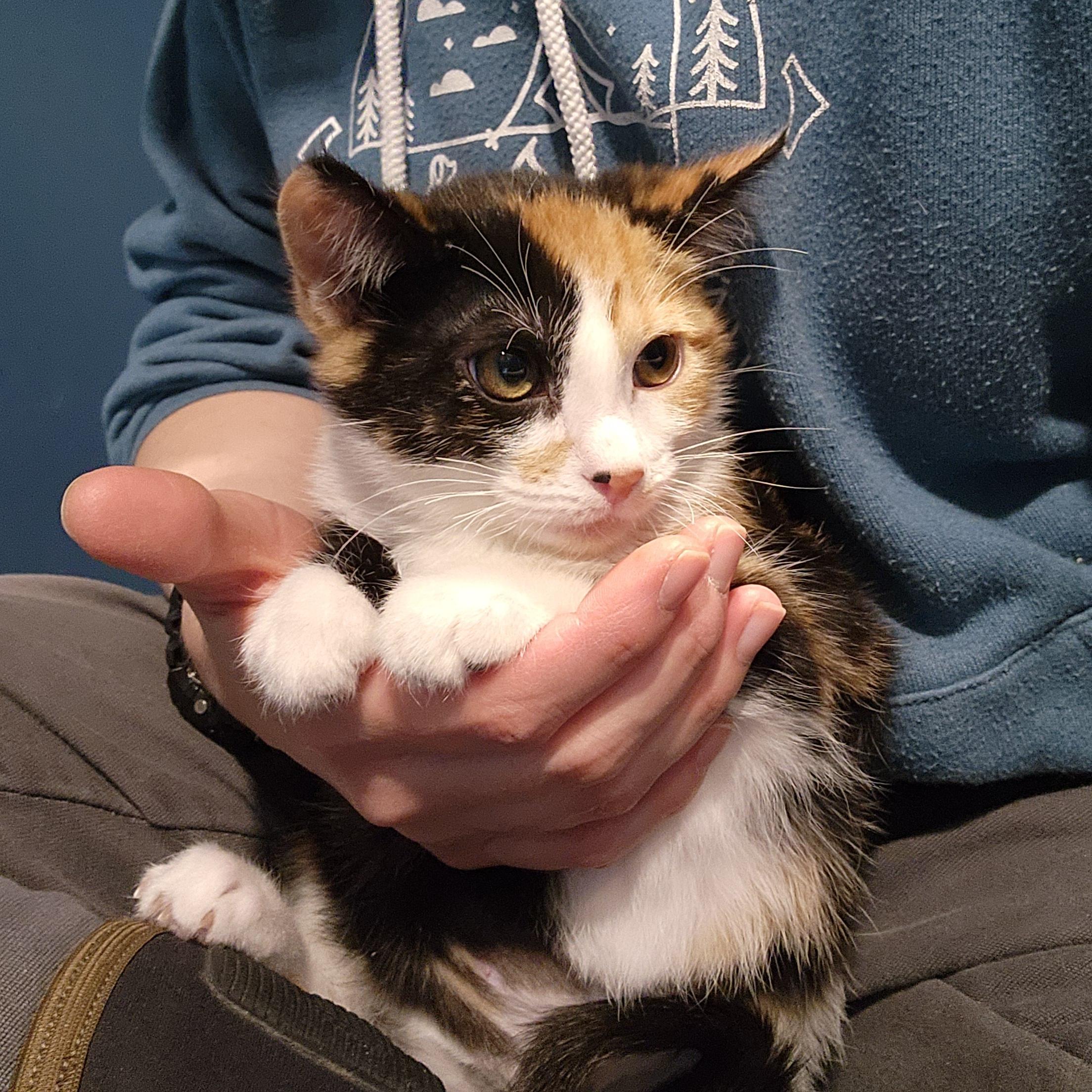 Enlarge Felicette, an adopted Domestic Short Hair in Ely, MN image 1/2