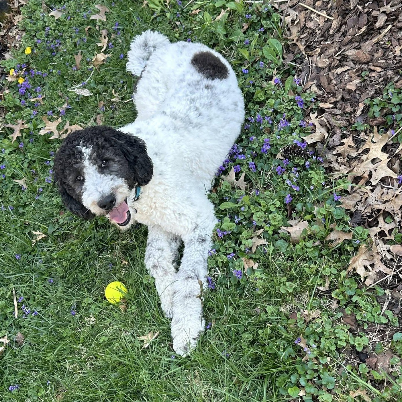 Marlow, ADOPTABLE, Adult Male Poodle.