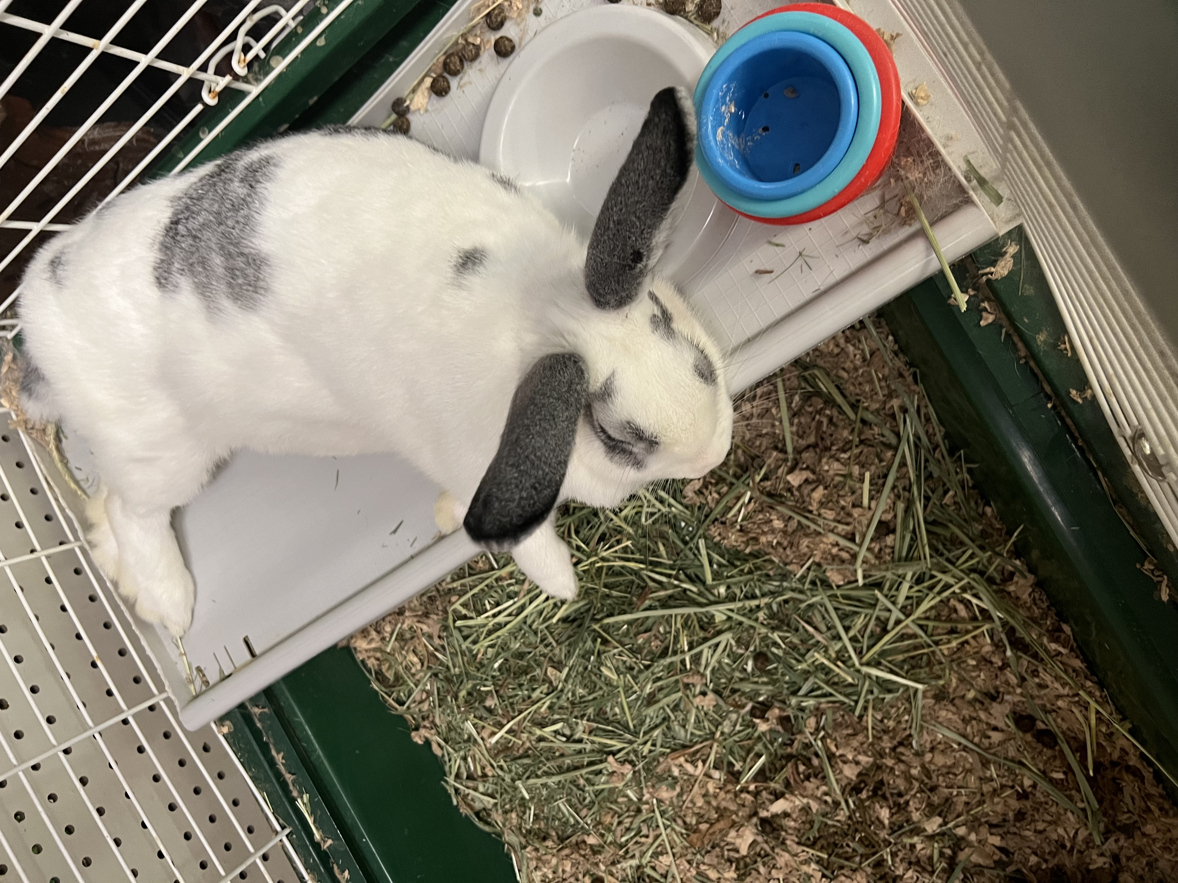 Lola, Adoptable, Adult Female Bunny Rabbit.