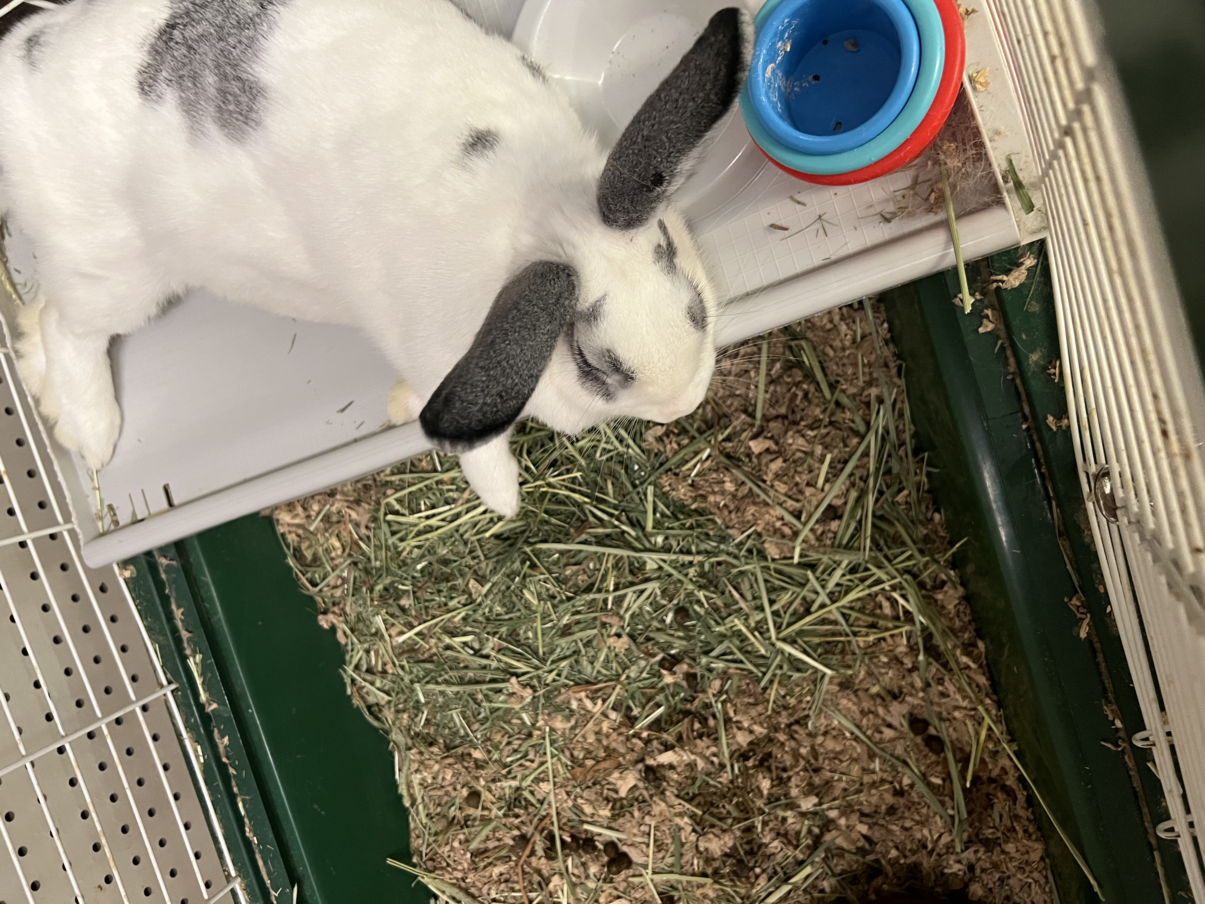 Enlarge Lola, a Adoptable mixed breed in Hillsborough, NJ image 2/3