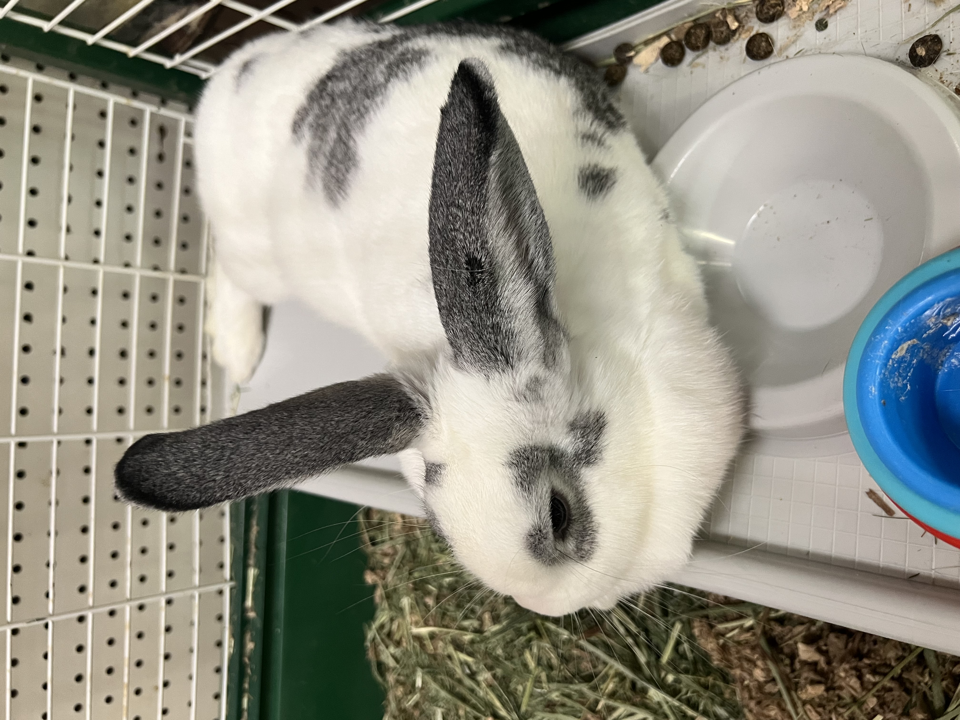 Enlarge Lola, a Adoptable mixed breed in Hillsborough, NJ image 3/3