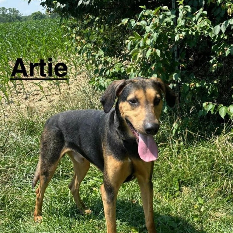 Enlarge Artie, a Adoptable mixed breed in Paris, IL image 1/1