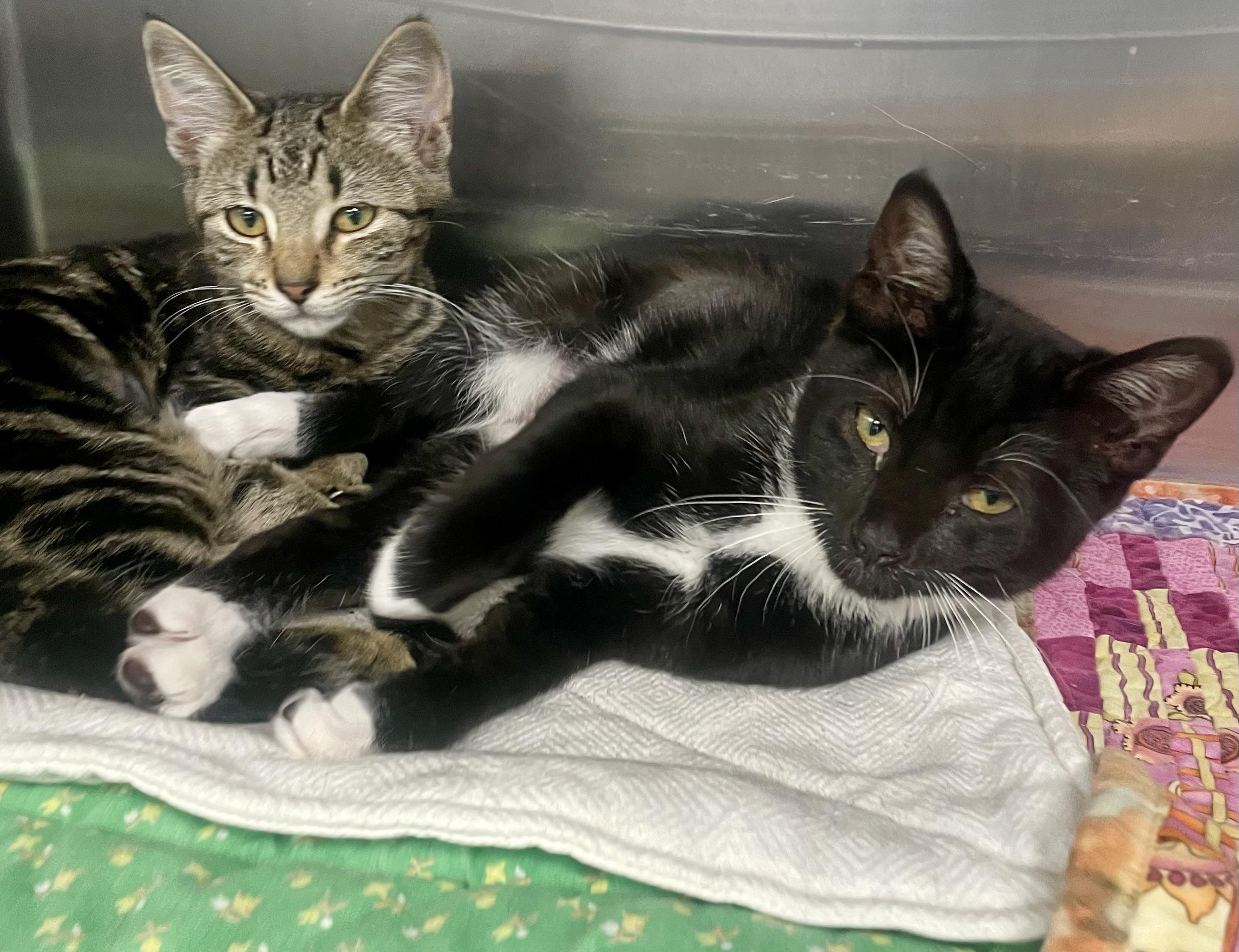 Gypsy, a ADOPTABLE Domestic Short Hair in Fernandina Beach, FL image 2/2