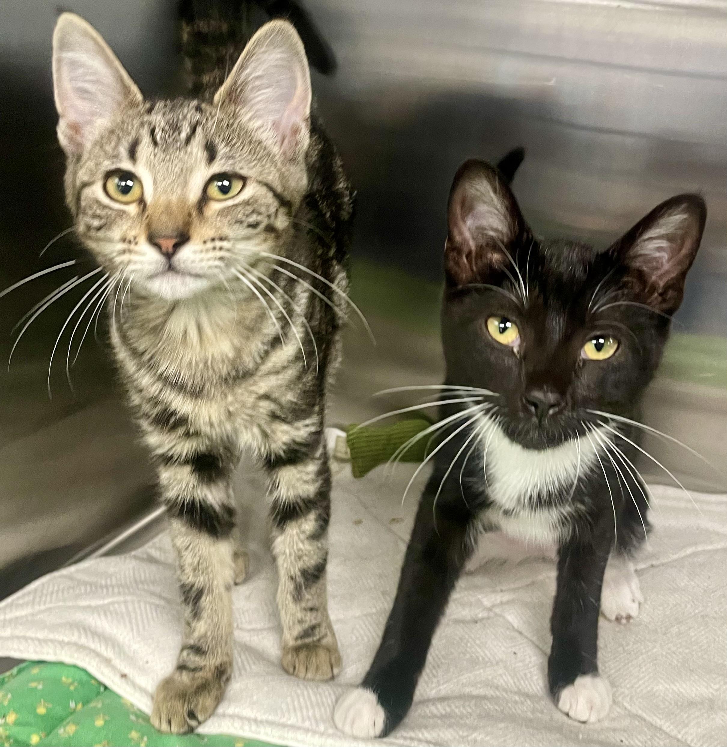 Gypsy, a ADOPTABLE Domestic Short Hair in Fernandina Beach, FL image 1/2