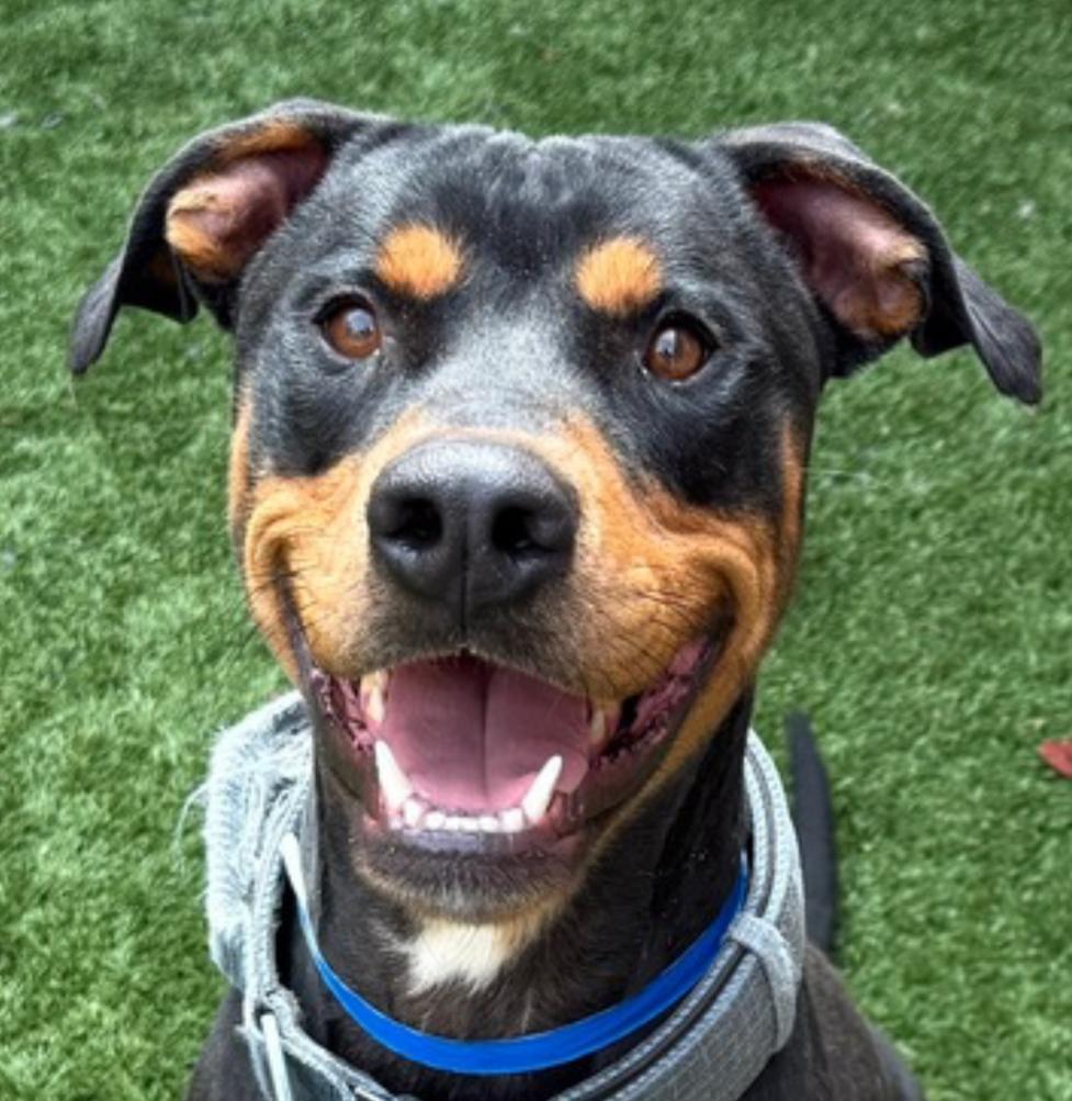 URGENT! Please save me - I'm on the deadline list  ALLAN #A542420