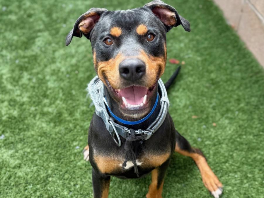 URGENT! Please save me - I'm on the deadline list  ALLAN #A542420