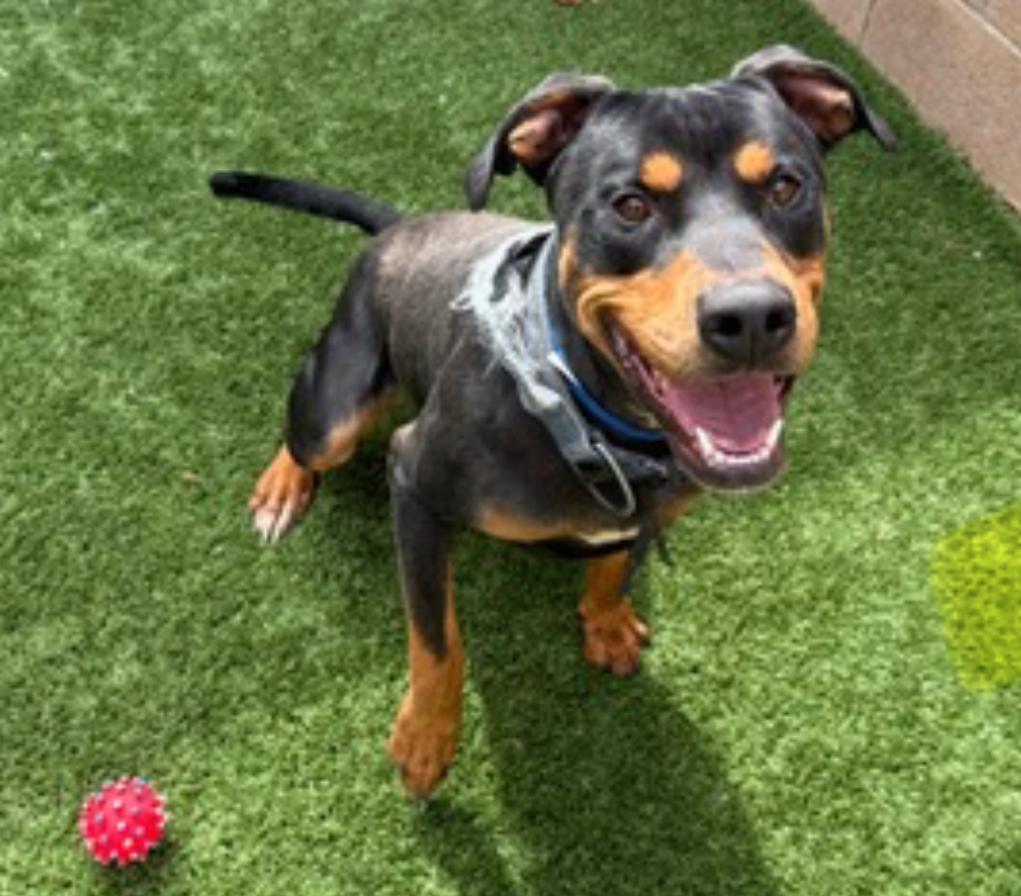 URGENT! Please save me - I'm on the deadline list  ALLAN #A542420