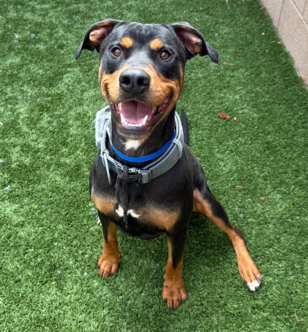 URGENT! Please save me - I'm on the deadline list  ALLAN #A542420