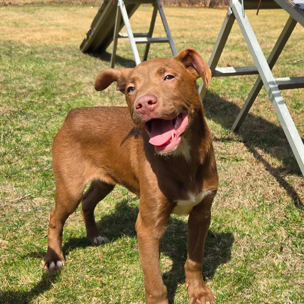CT Mannie, Adoptable, Puppy Male Labrador Retriever.