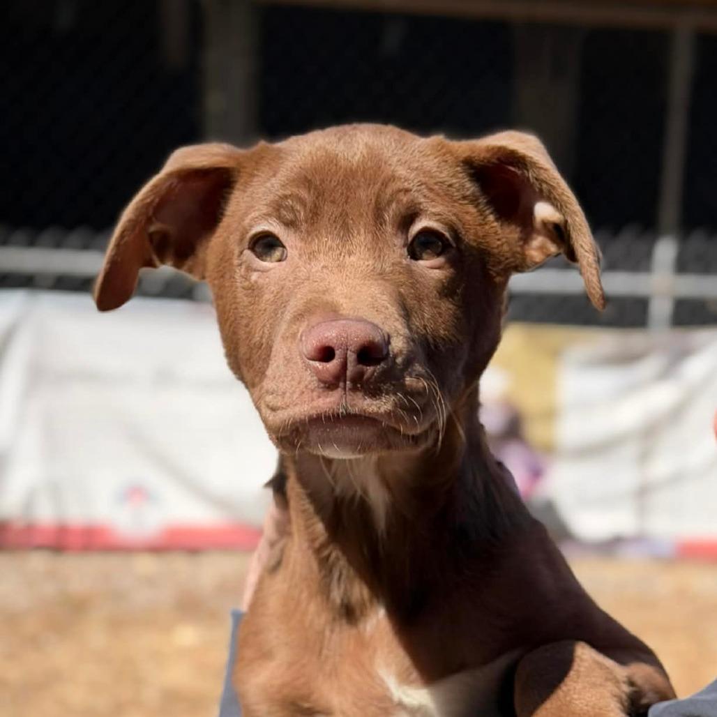 CT Mannie, Adoptable, Puppy Male Labrador Retriever.