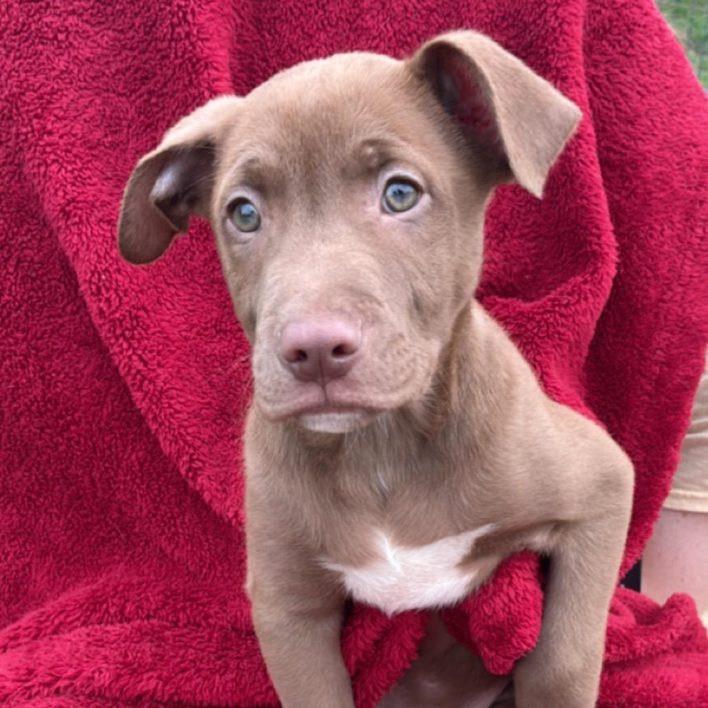 Enlarge CT Mannie, a Adoptable mixed breed in Eastford, CT image 2/4