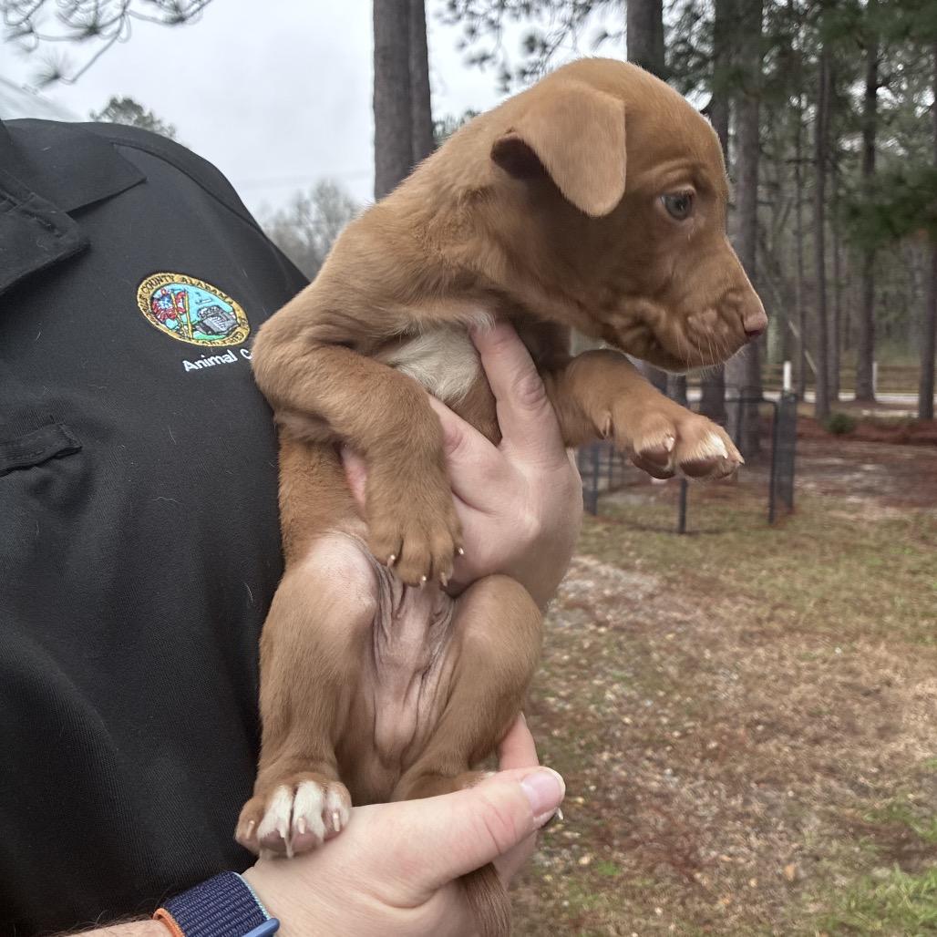 Enlarge CT Mannie, a Adoptable mixed breed in Eastford, CT image 3/4