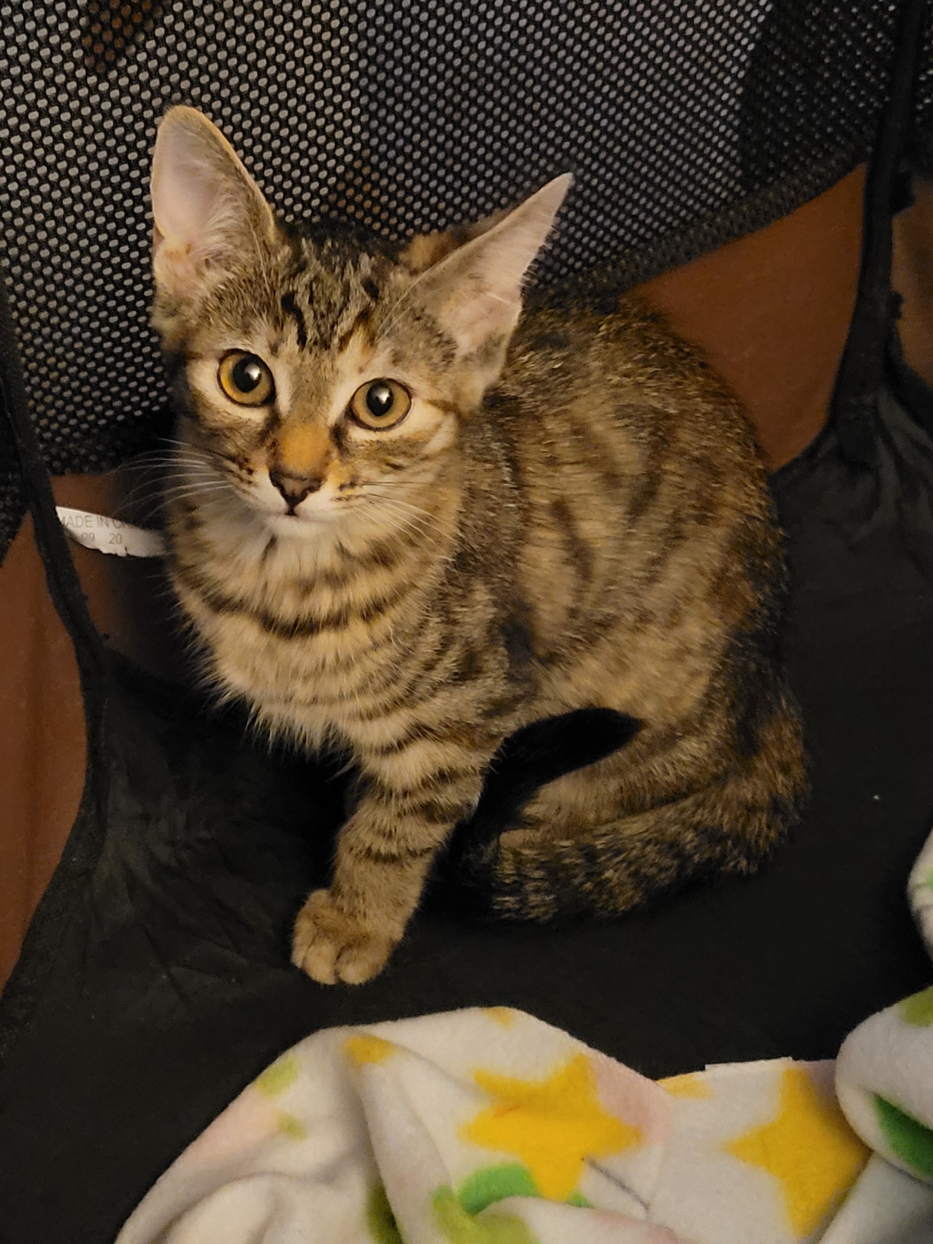 Enlarge Sally, a Adoptable American Shorthair in RIVERSIDE, CA image 1/3