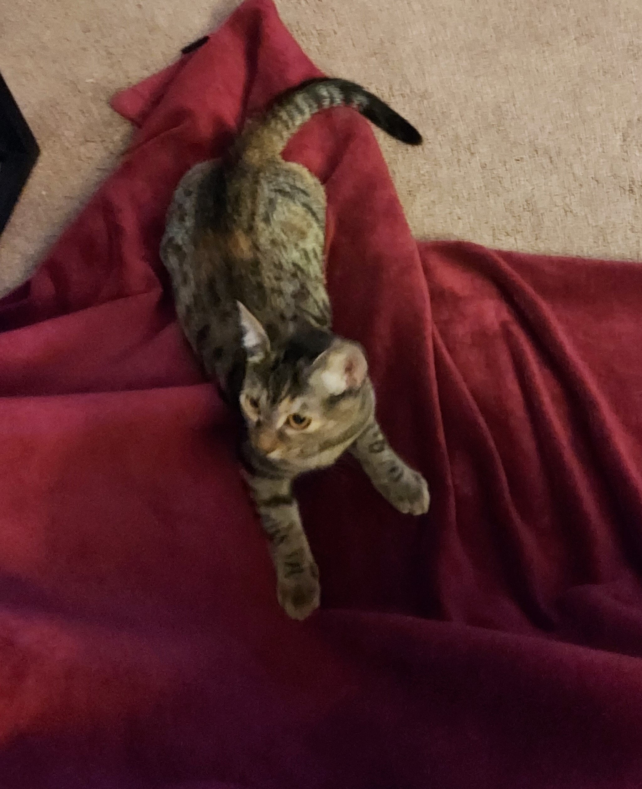 Enlarge Sally, a Adoptable American Shorthair in RIVERSIDE, CA image 3/3