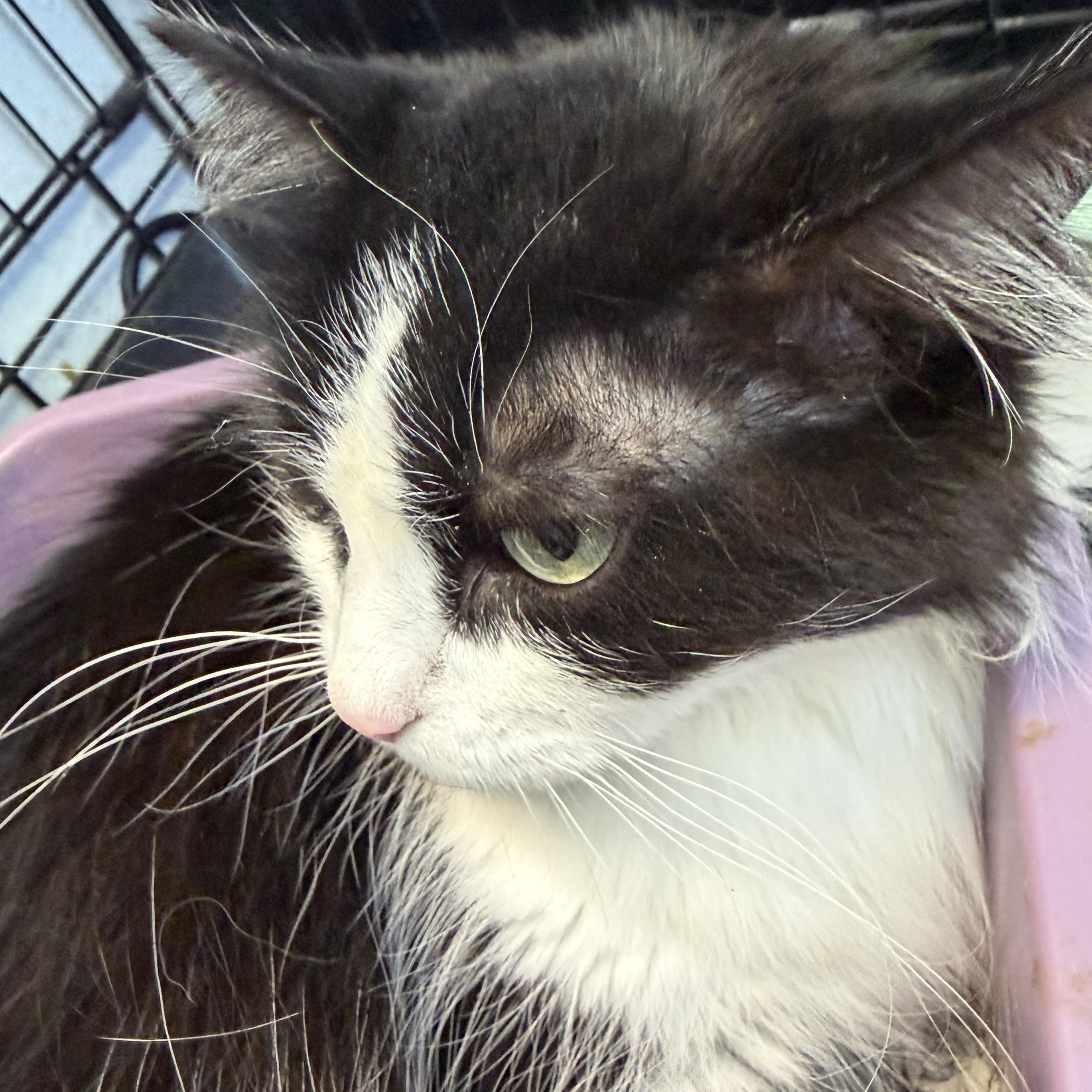 Enlarge Olivia, a Adopted Domestic Long Hair in Estes Park, CO image 5/5