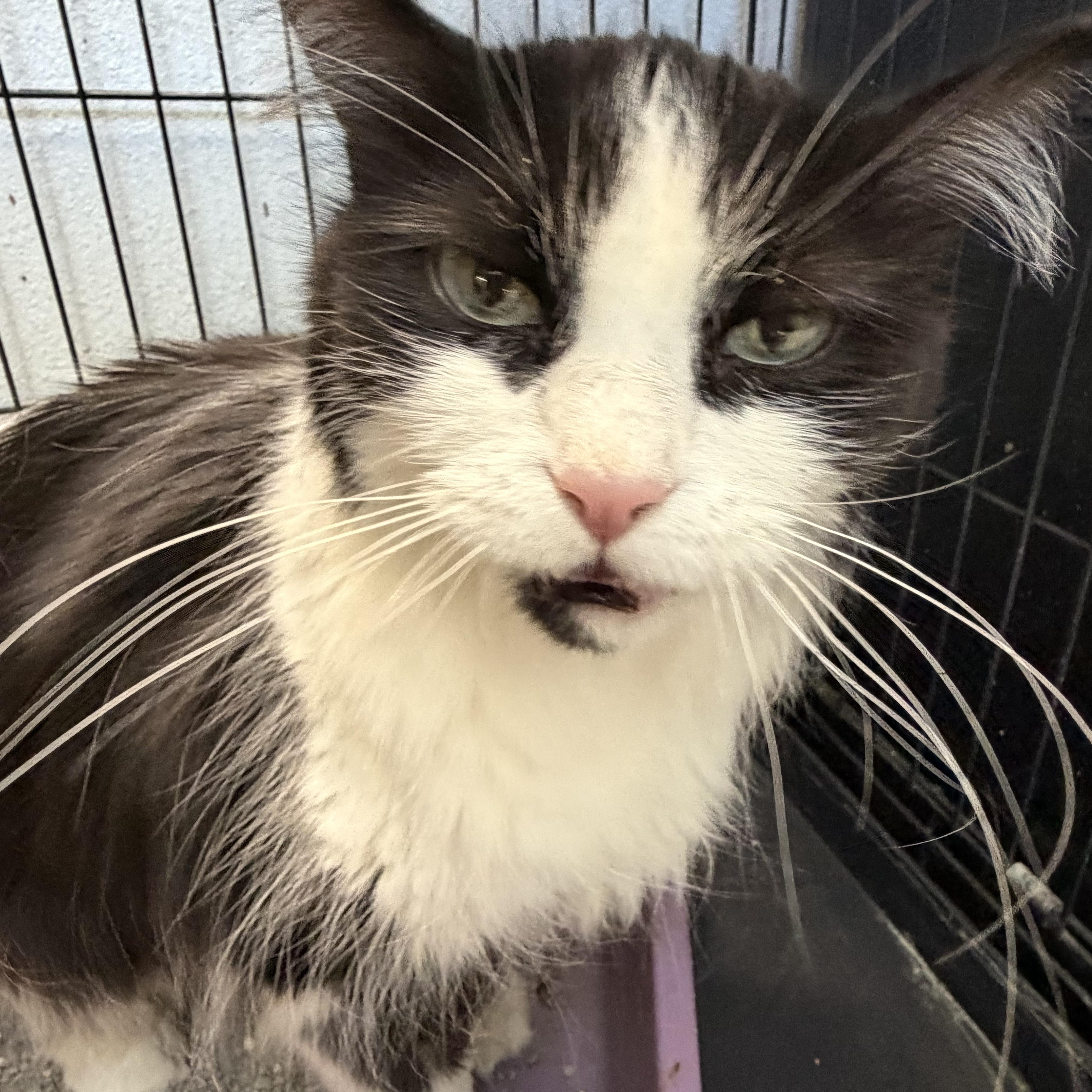 Enlarge Olivia, a Adopted Domestic Long Hair in Estes Park, CO image 3/5