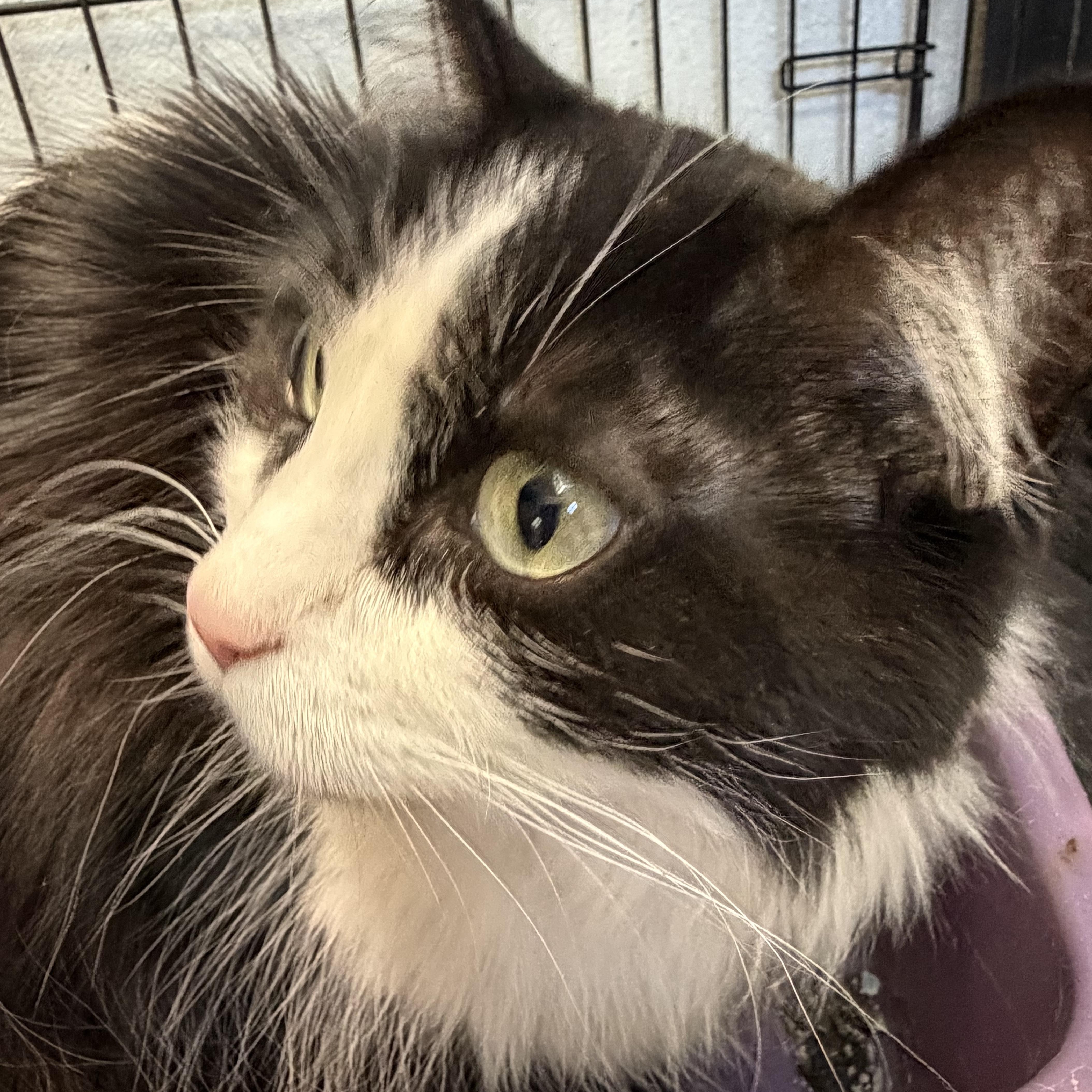 Enlarge Olivia, a Adopted Domestic Long Hair in Estes Park, CO image 4/5