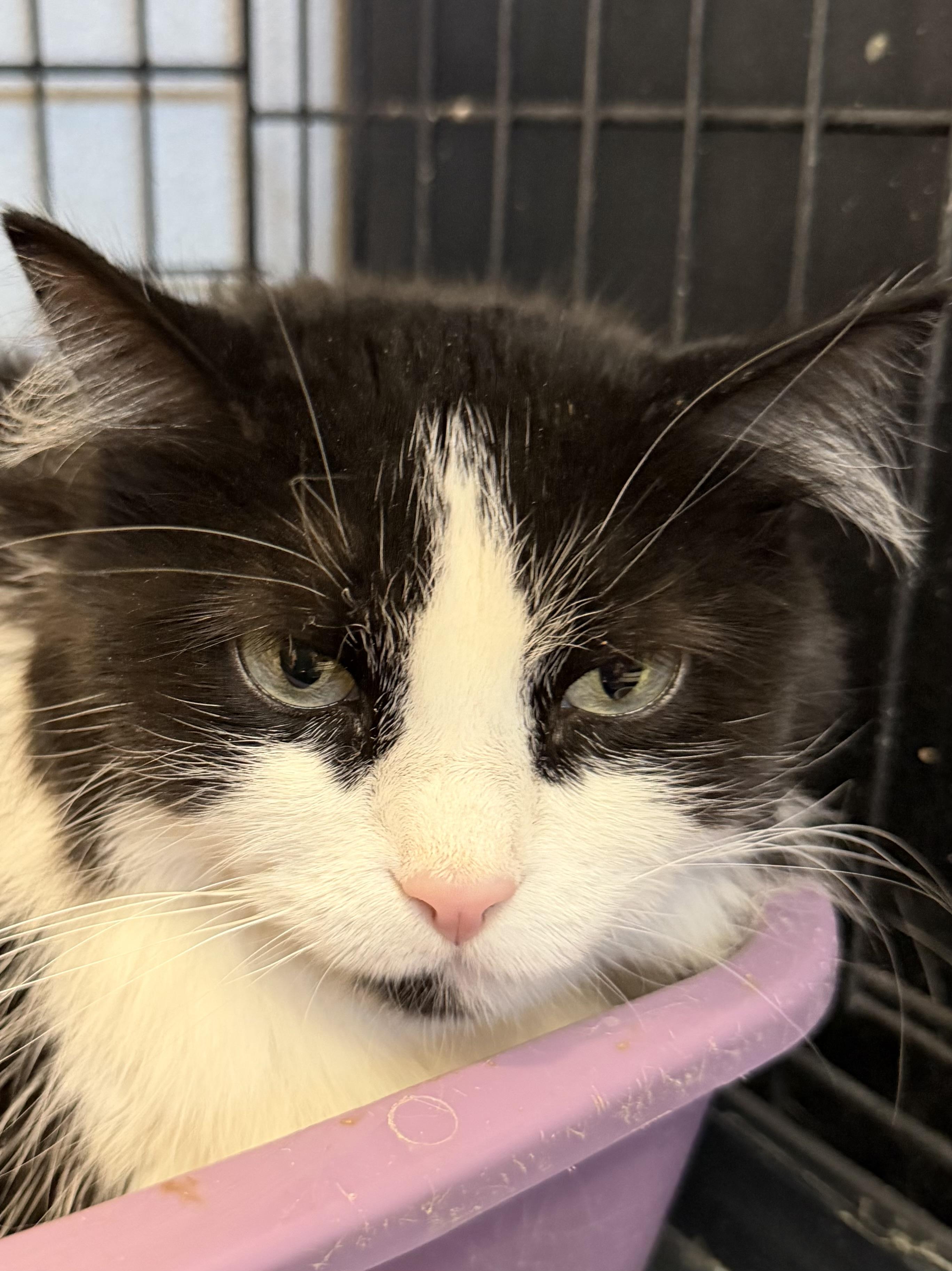 Enlarge Olivia, a Adopted Domestic Long Hair in Estes Park, CO image 2/5