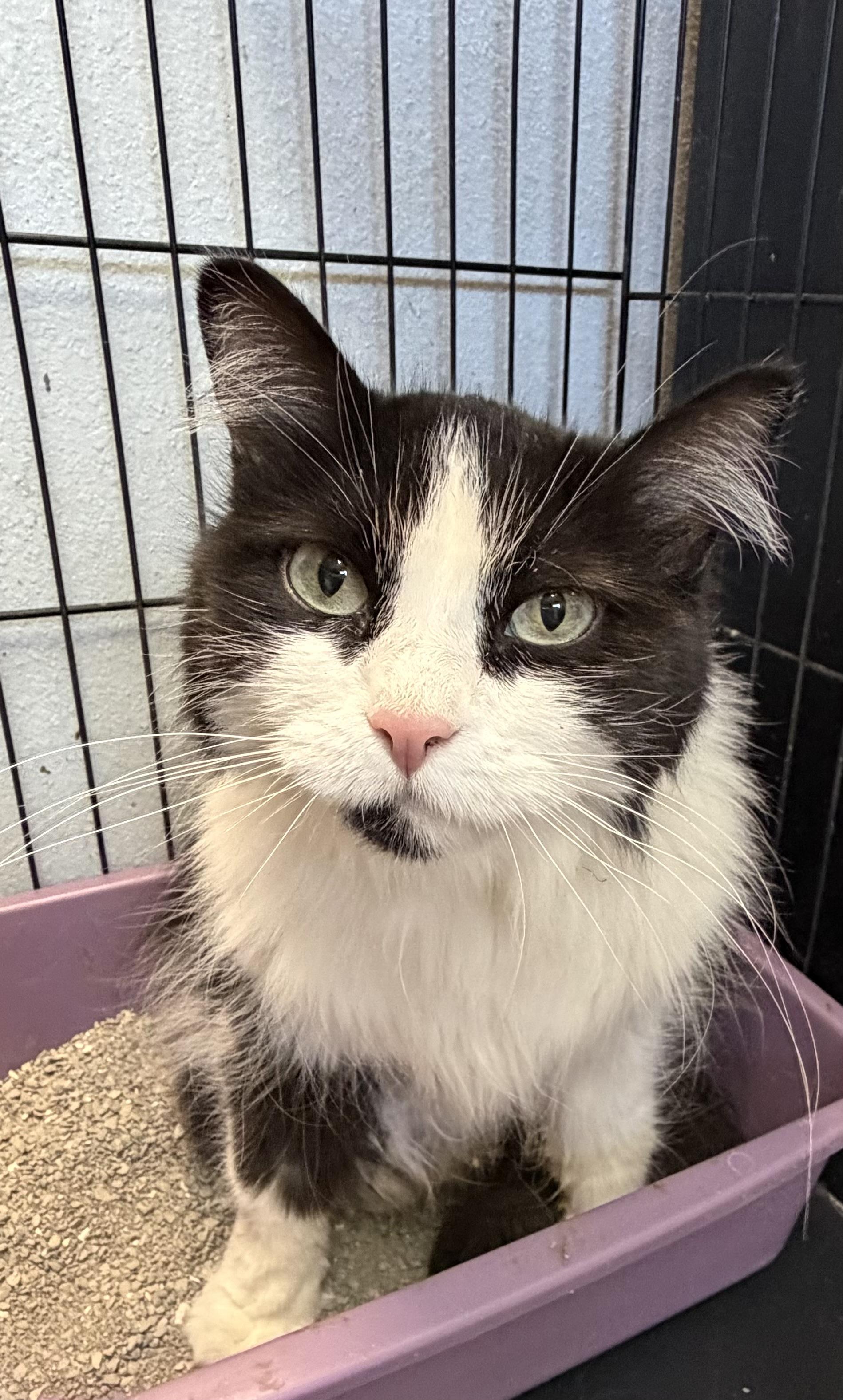 Olivia, Adopted, Adult Female Domestic Long Hair.