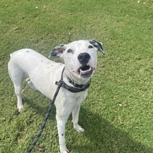 Odie (155466)