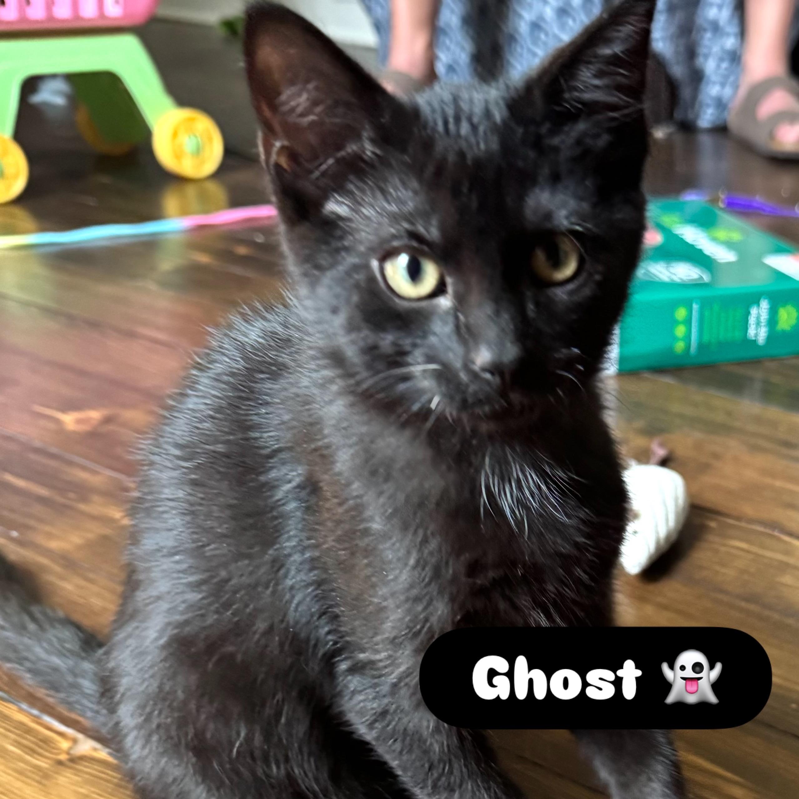 Ghost, Adoptable, Kitten Male Domestic Short Hair.