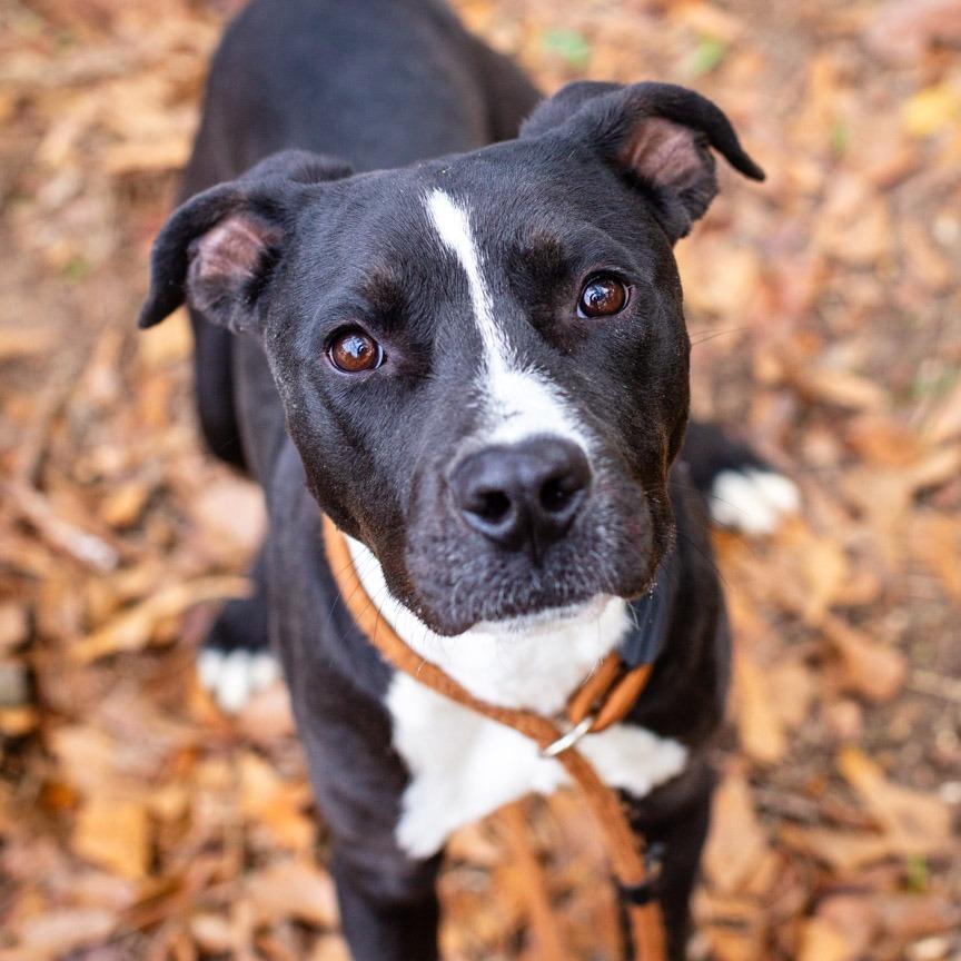 Hammich Sammich, Adoptable, Young Male Labrador Retriever & Boxer.