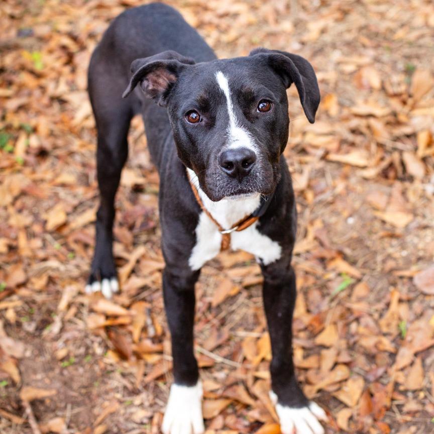 Enlarge Hammich Sammich, a Adoptable mixed breed in Hattiesburg, MS image 2/4
