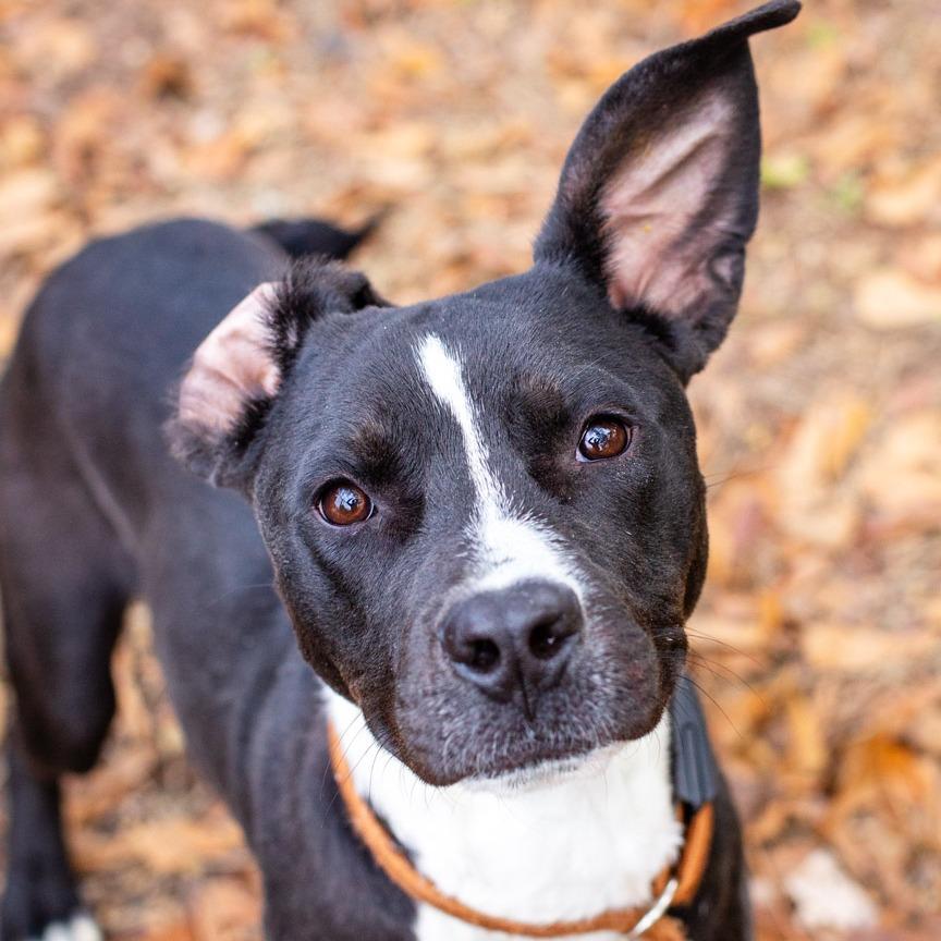 Enlarge Hammich Sammich, a Adoptable mixed breed in Hattiesburg, MS image 3/4