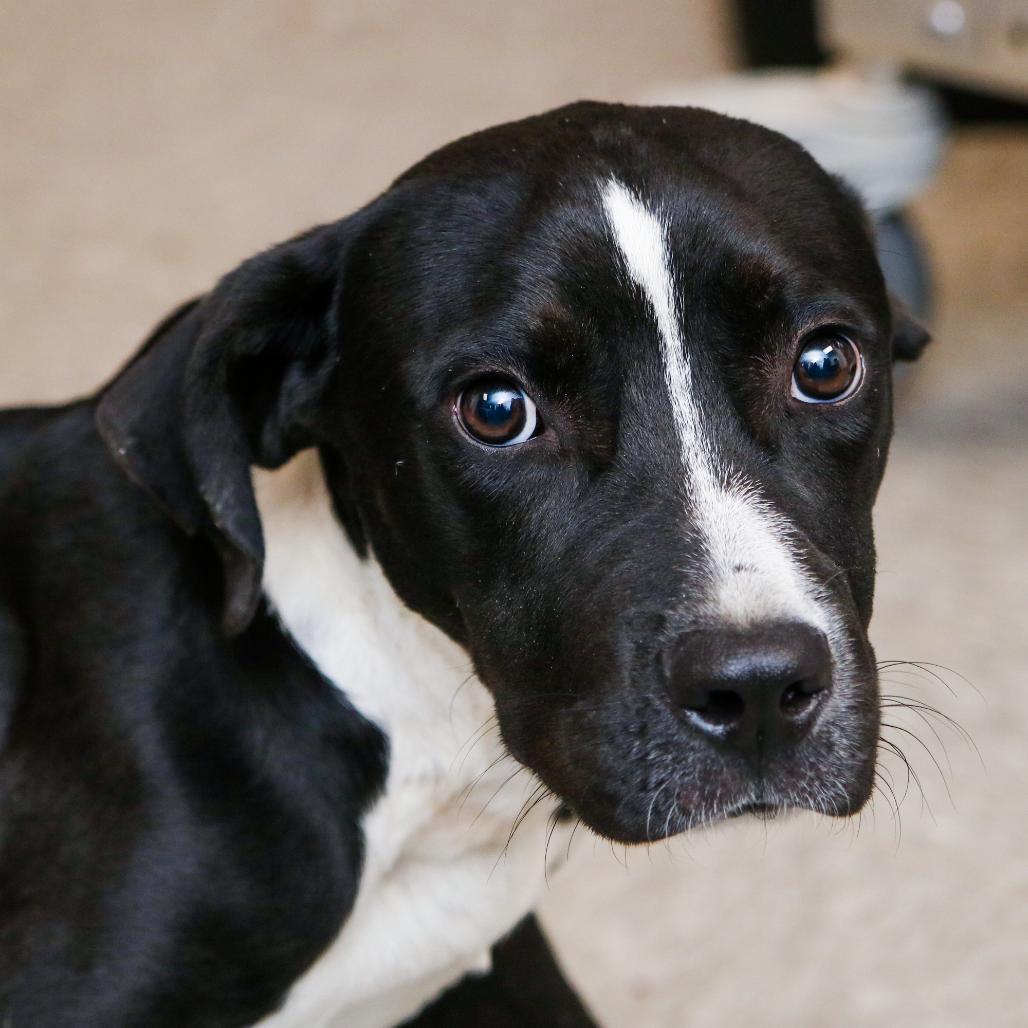 Enlarge Hammich Sammich, a Adoptable mixed breed in Hattiesburg, MS image 4/4