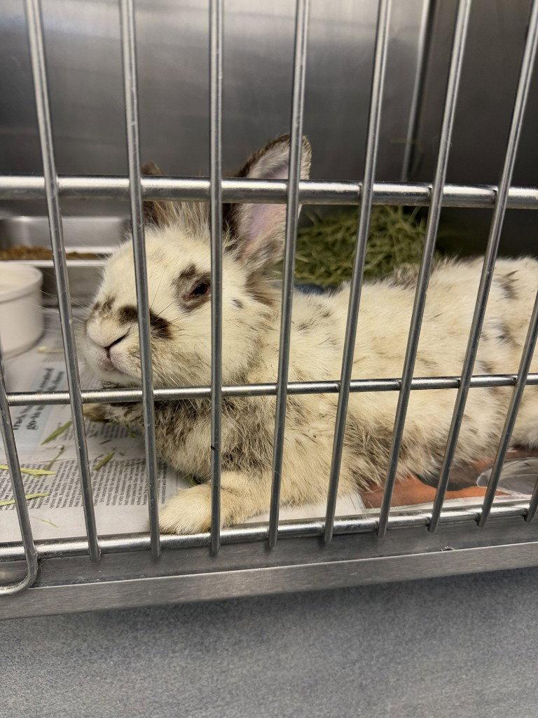 FC 109 Cotton Swab, Adoptable, Young Female Rex.