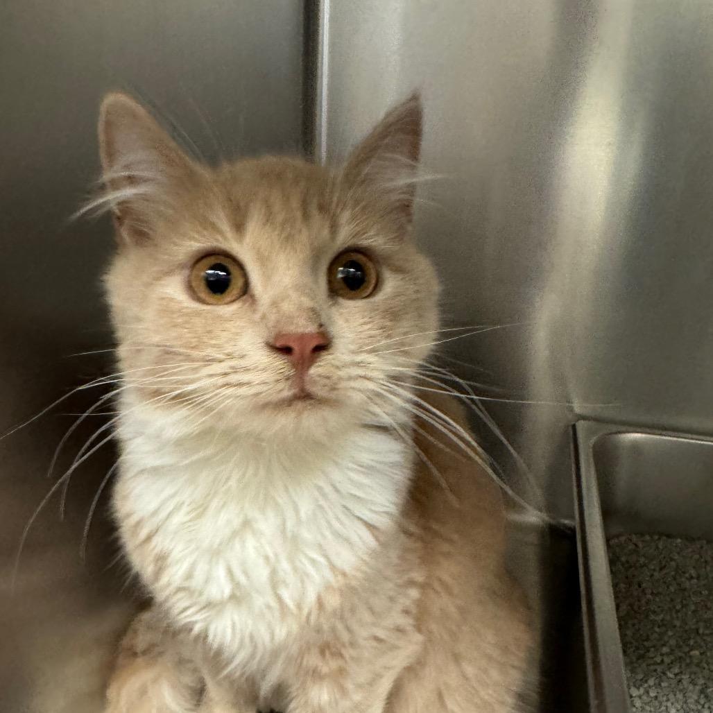 Pickles, Adoptable, Young Female Domestic Medium Hair.