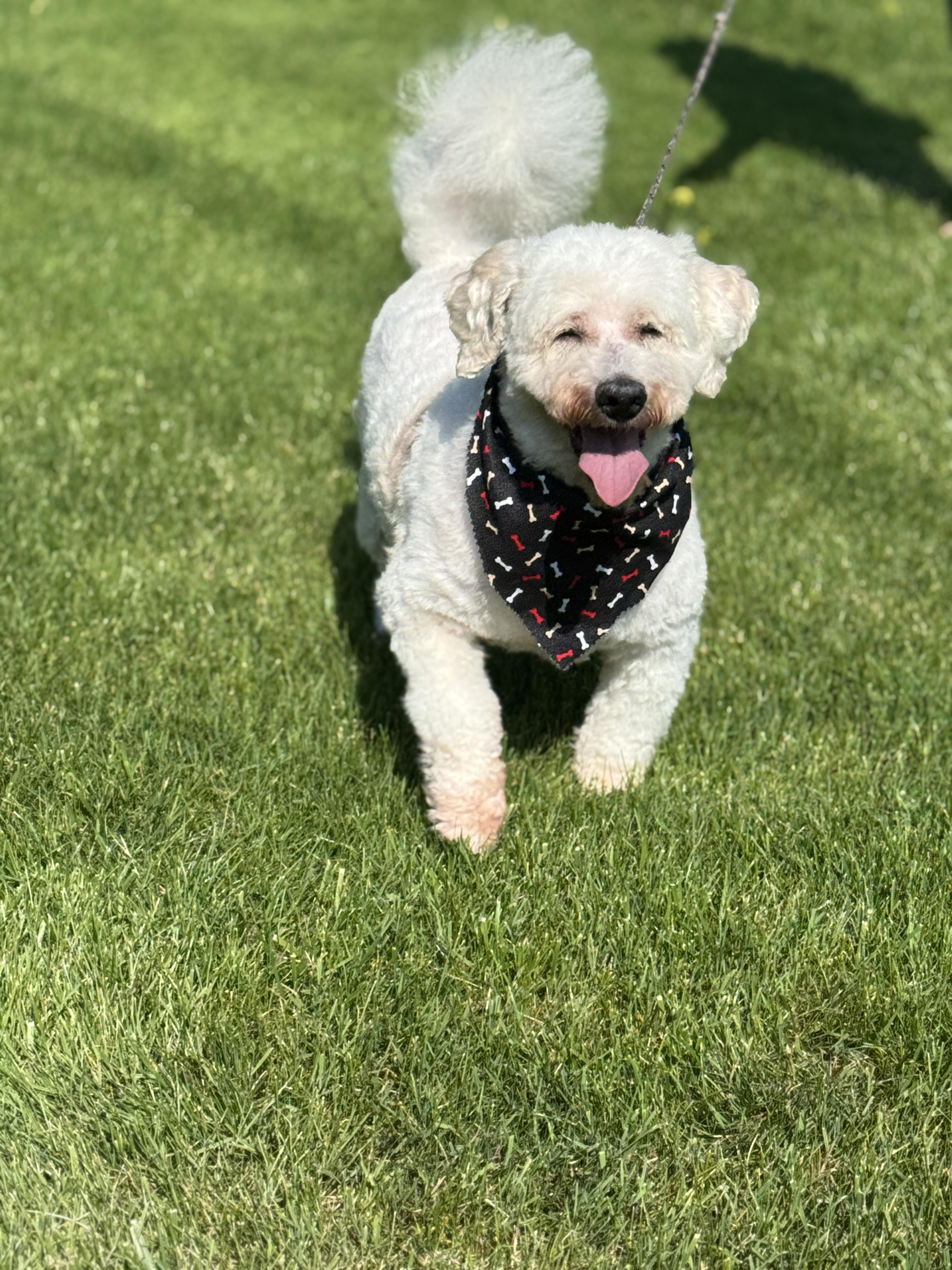 Powder, Adult Male Bichon Frise