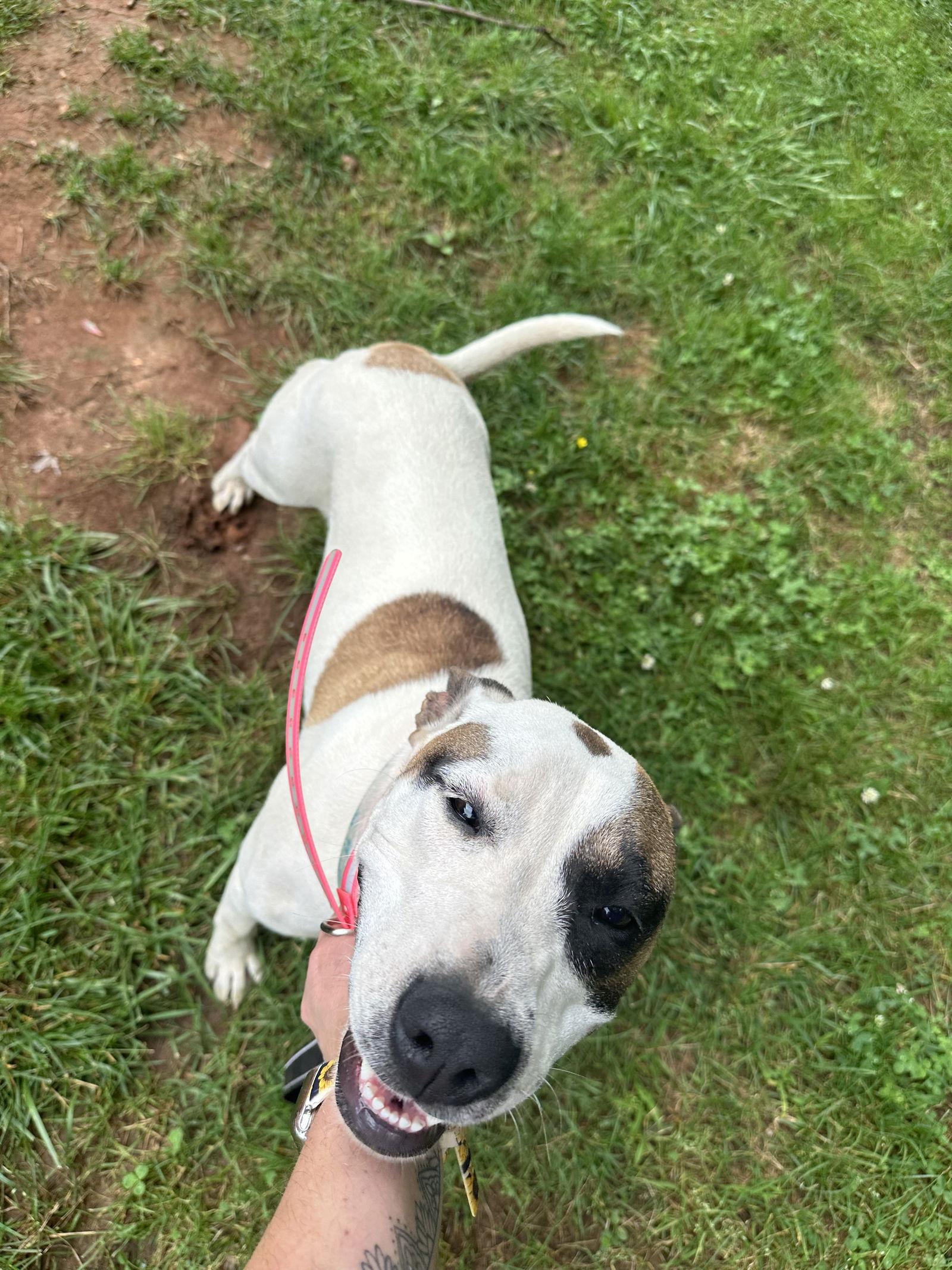 Callie, Adoptable, Young Female American Staffordshire Terrier.