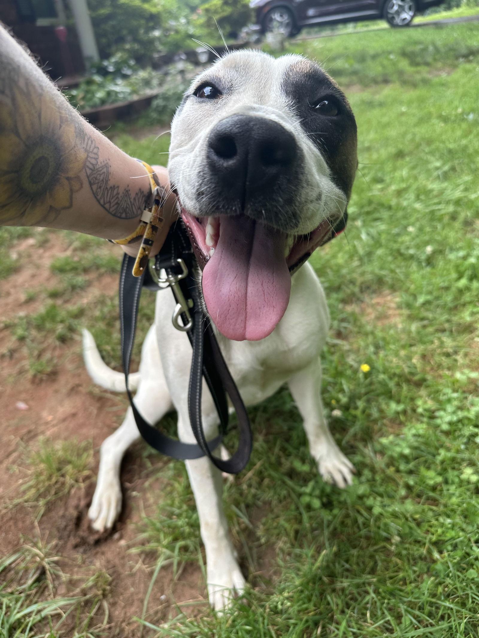 Callie, Adoptable, Young Female American Staffordshire Terrier.