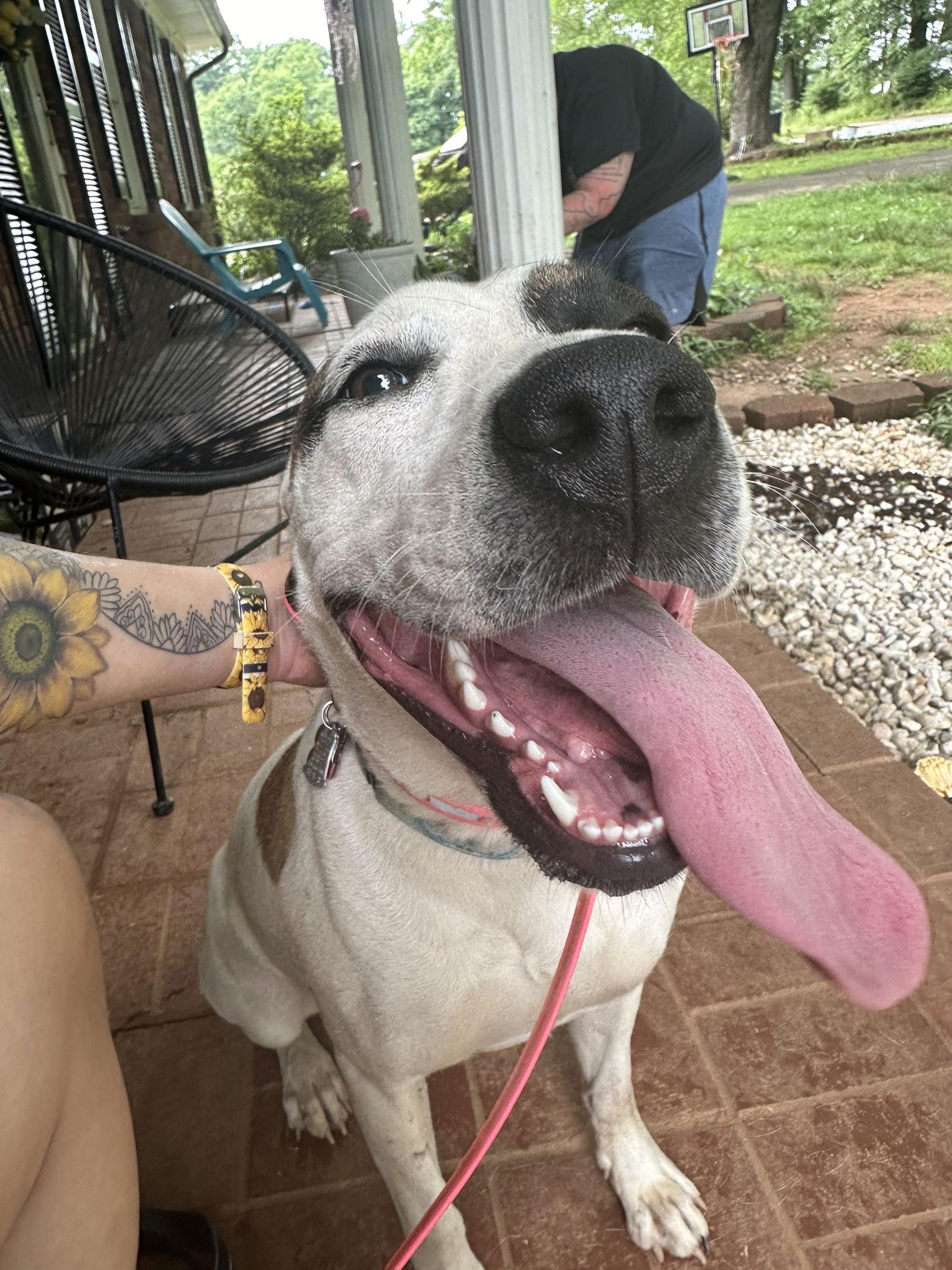 Enlarge Callie, a Adoptable American Staffordshire Terrier in North Wilkesboro, NC image 3/3
