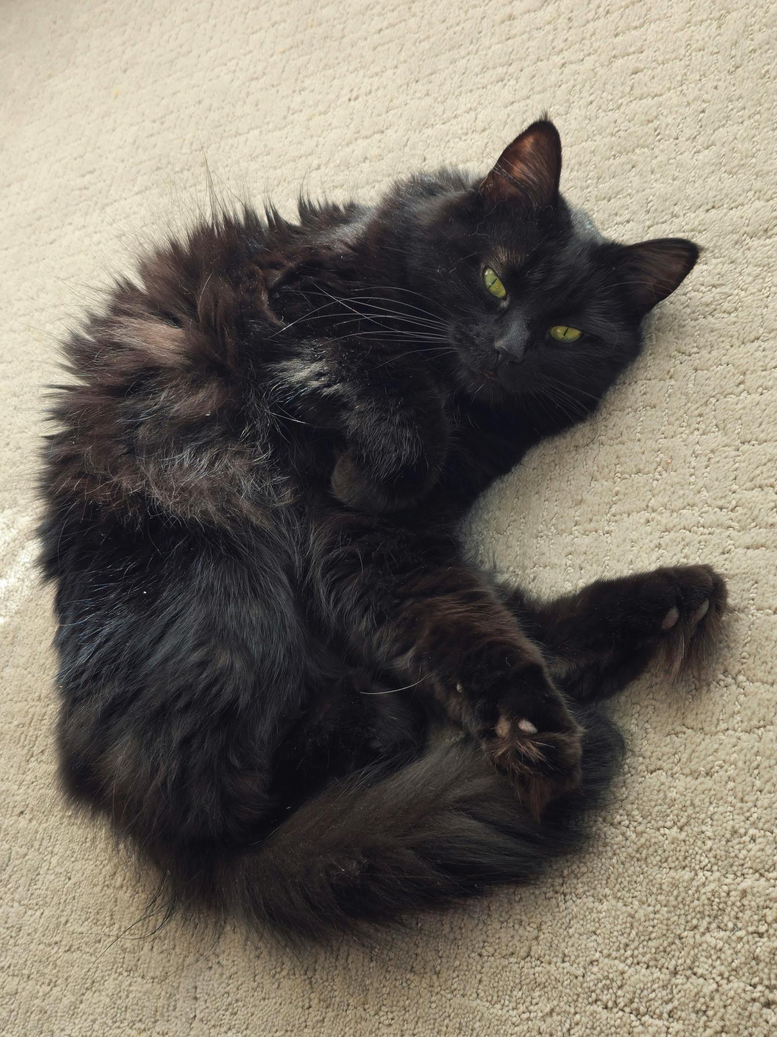 Enlarge Raven, a Adoptable Domestic Long Hair in Arlington, WA image 4/6