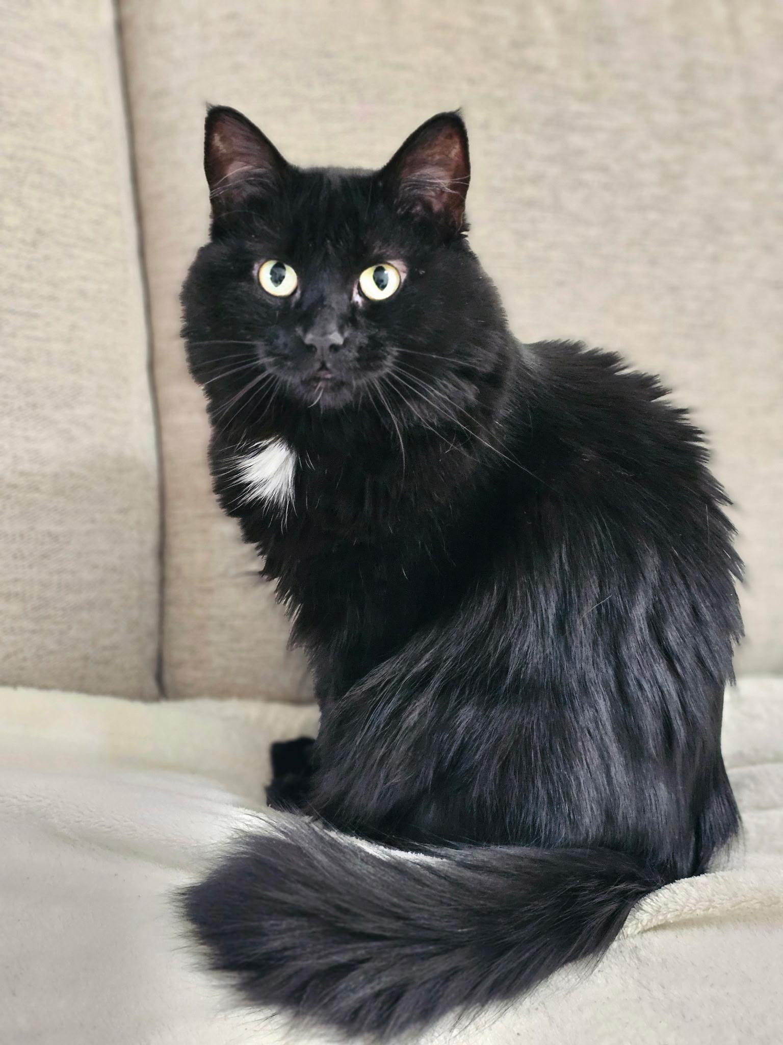 Raven, Adoptable, Adult Female Domestic Long Hair.