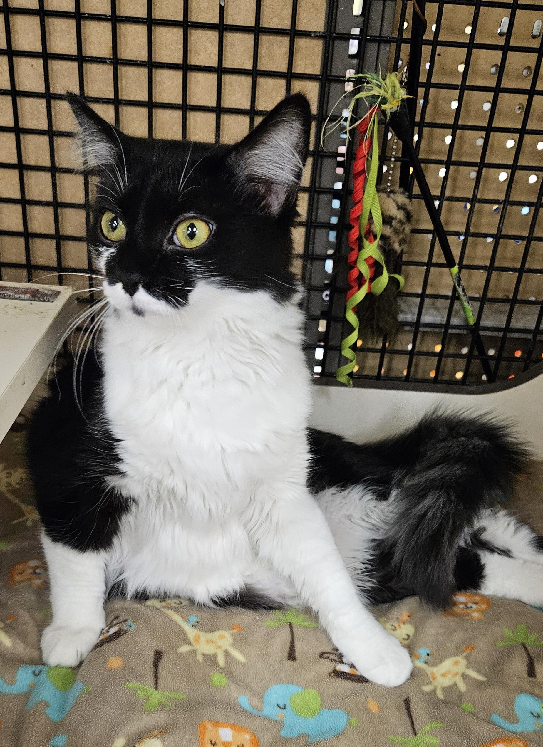 Enlarge Waffles, a ADOPTABLE Domestic Medium Hair in Nashville, TN image 5/5