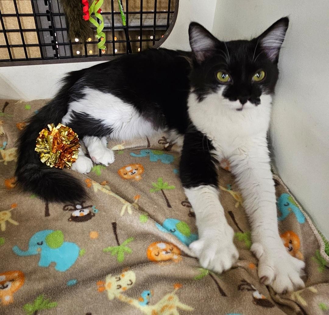 Waffles, ADOPTABLE, Young Female Domestic Medium Hair.