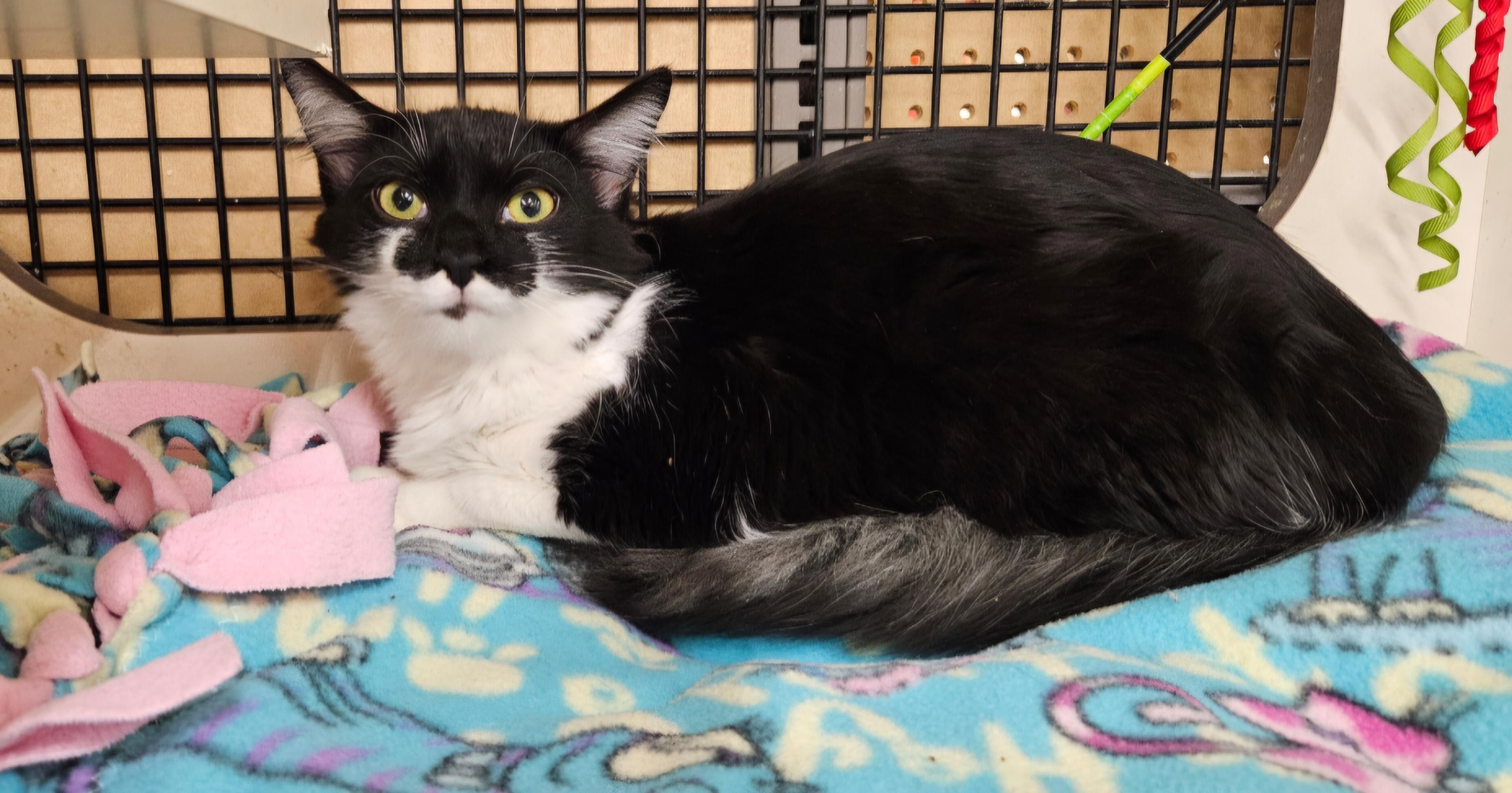 Enlarge Waffles, a ADOPTABLE Domestic Medium Hair in Nashville, TN image 4/5