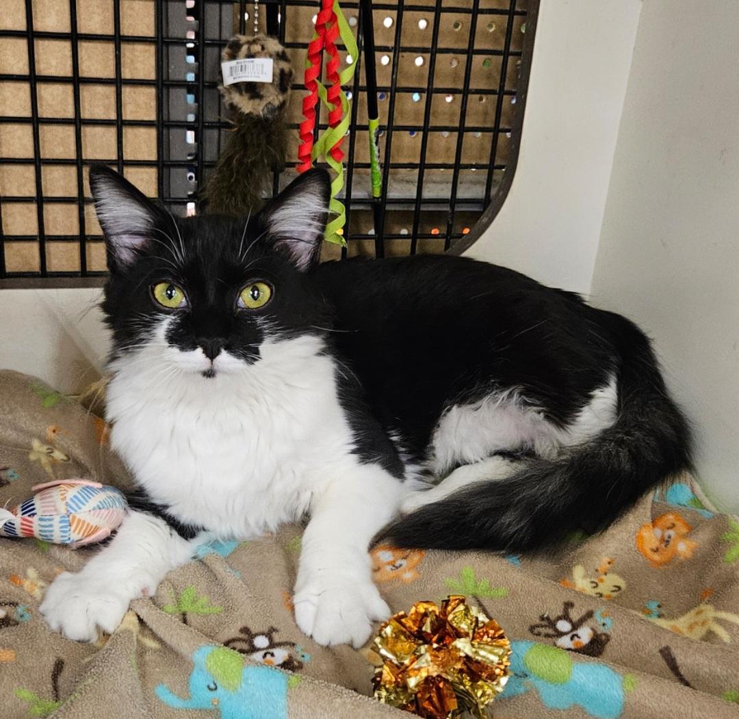 Enlarge Waffles, a ADOPTABLE Domestic Medium Hair in Nashville, TN image 3/5