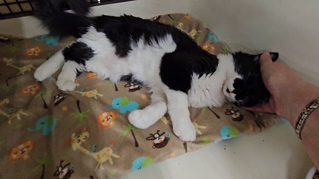 Enlarge Waffles, a ADOPTABLE Domestic Medium Hair in Nashville, TN video 1/5