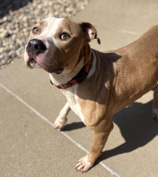 Enlarge Oasis, a Adoptable mixed breed in Sioux City, IA image 1/1