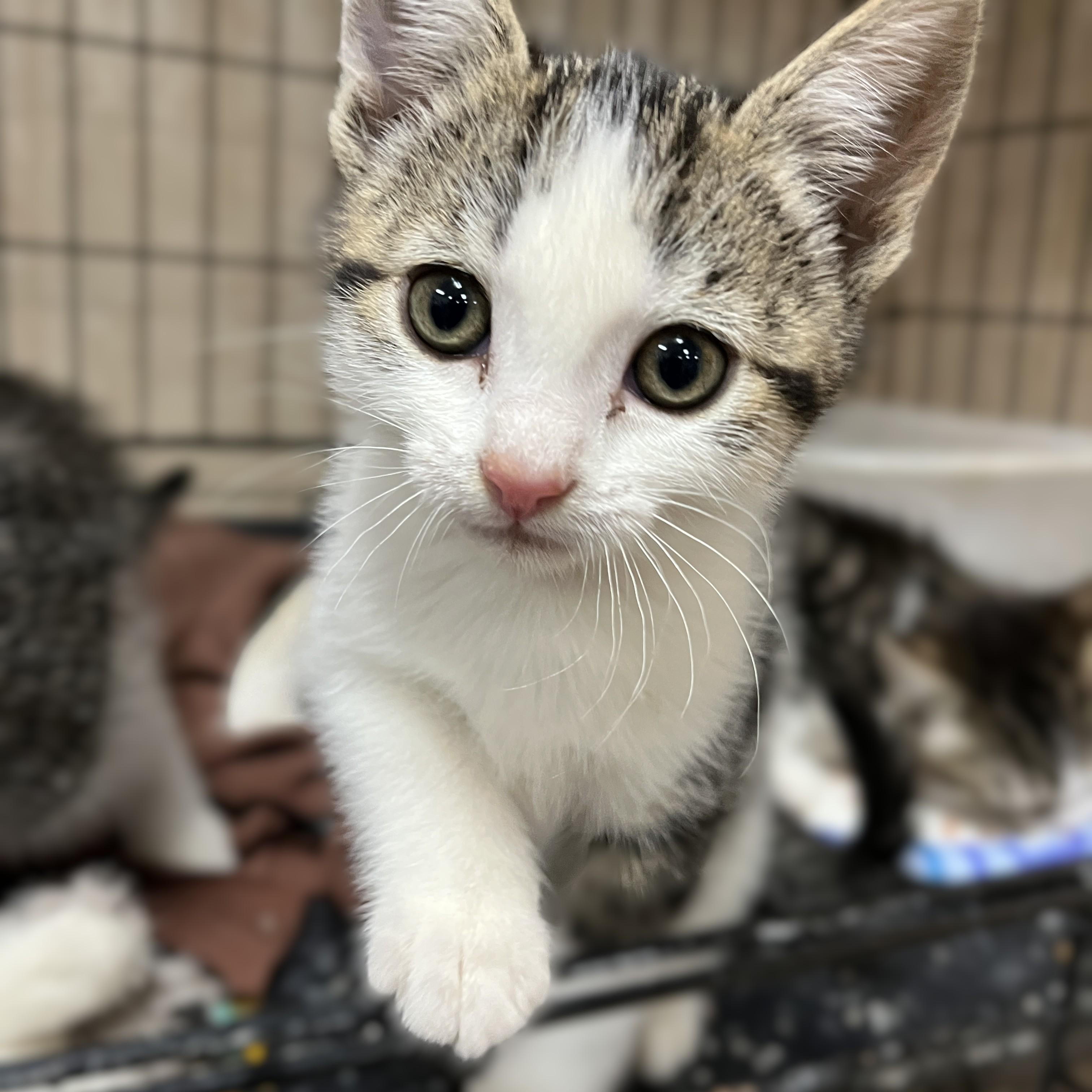 Enlarge Clover (and sister), a Adoptable Domestic Short Hair in Shingletown, CA image 6/6