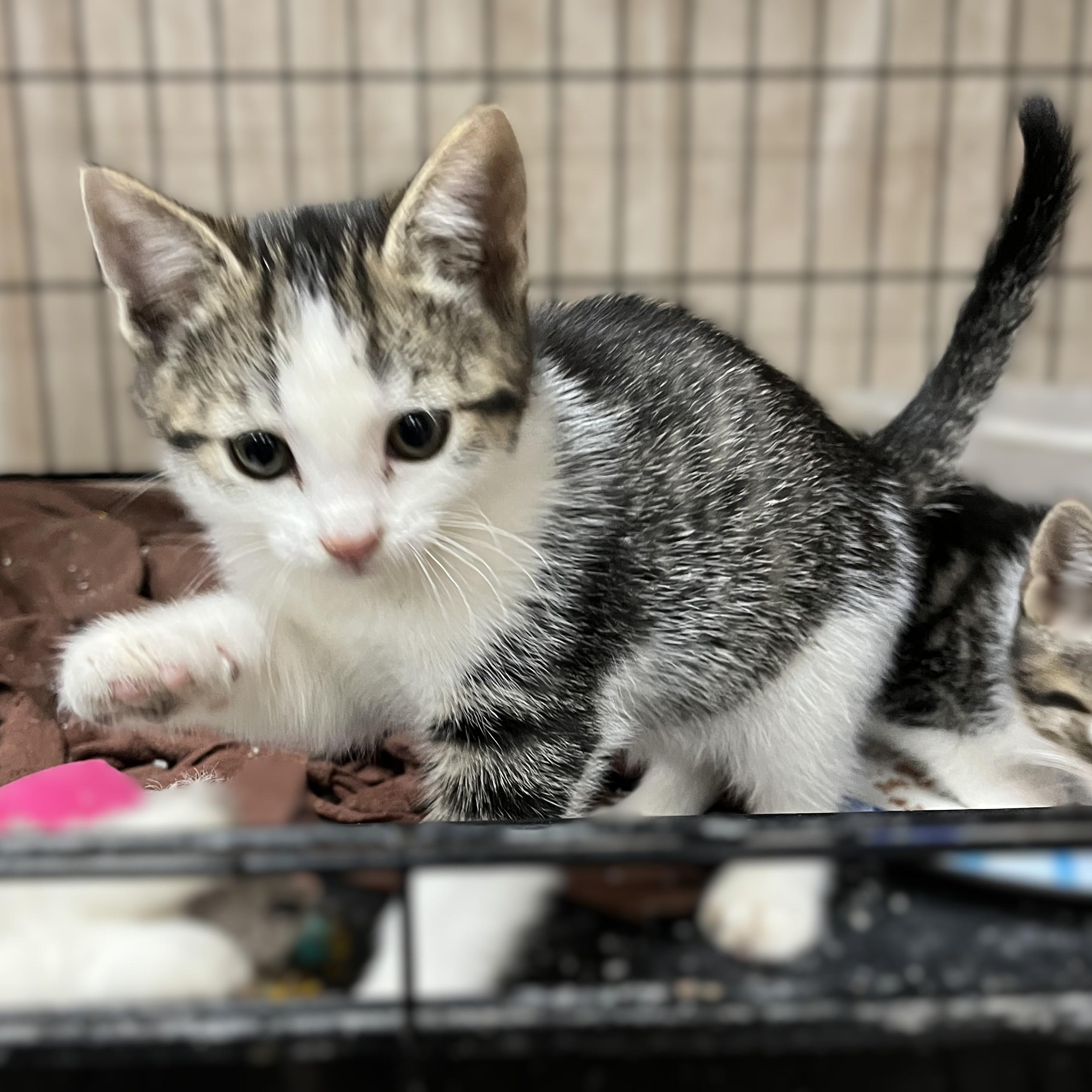Enlarge Clover (and sister), a Adoptable Domestic Short Hair in Shingletown, CA image 5/6