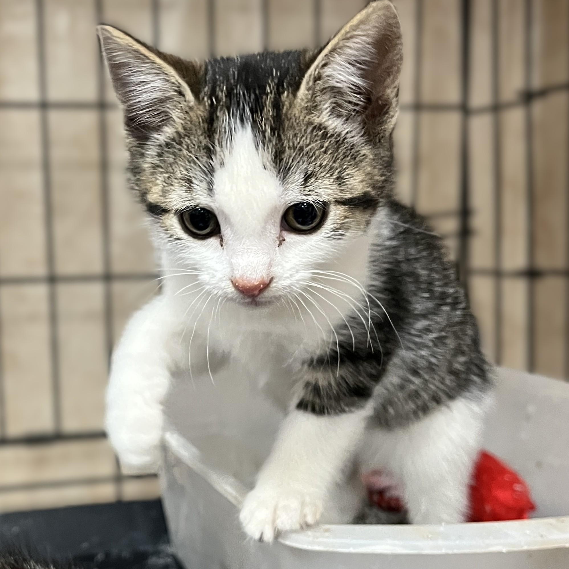 Enlarge Clover (and sister), a Adoptable Domestic Short Hair in Shingletown, CA image 4/6